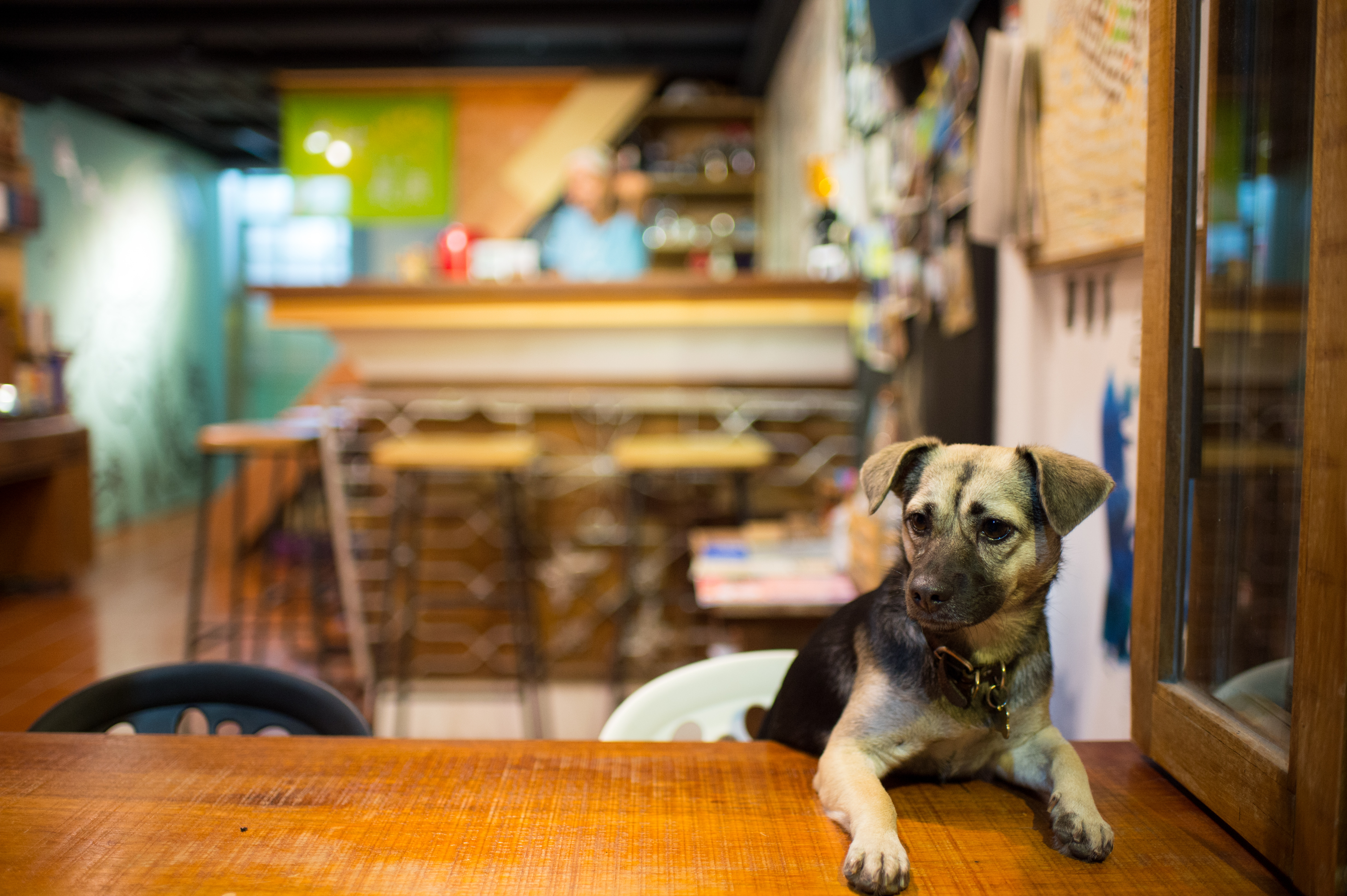 這是池上唯一的二手書店，店長小寶貝趴坐窗台，緊盯著街坊。