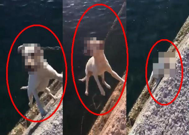 毛小孩遭海陸士兵吊死在港邊，影片流出後引起公憤。（翻攝網路）