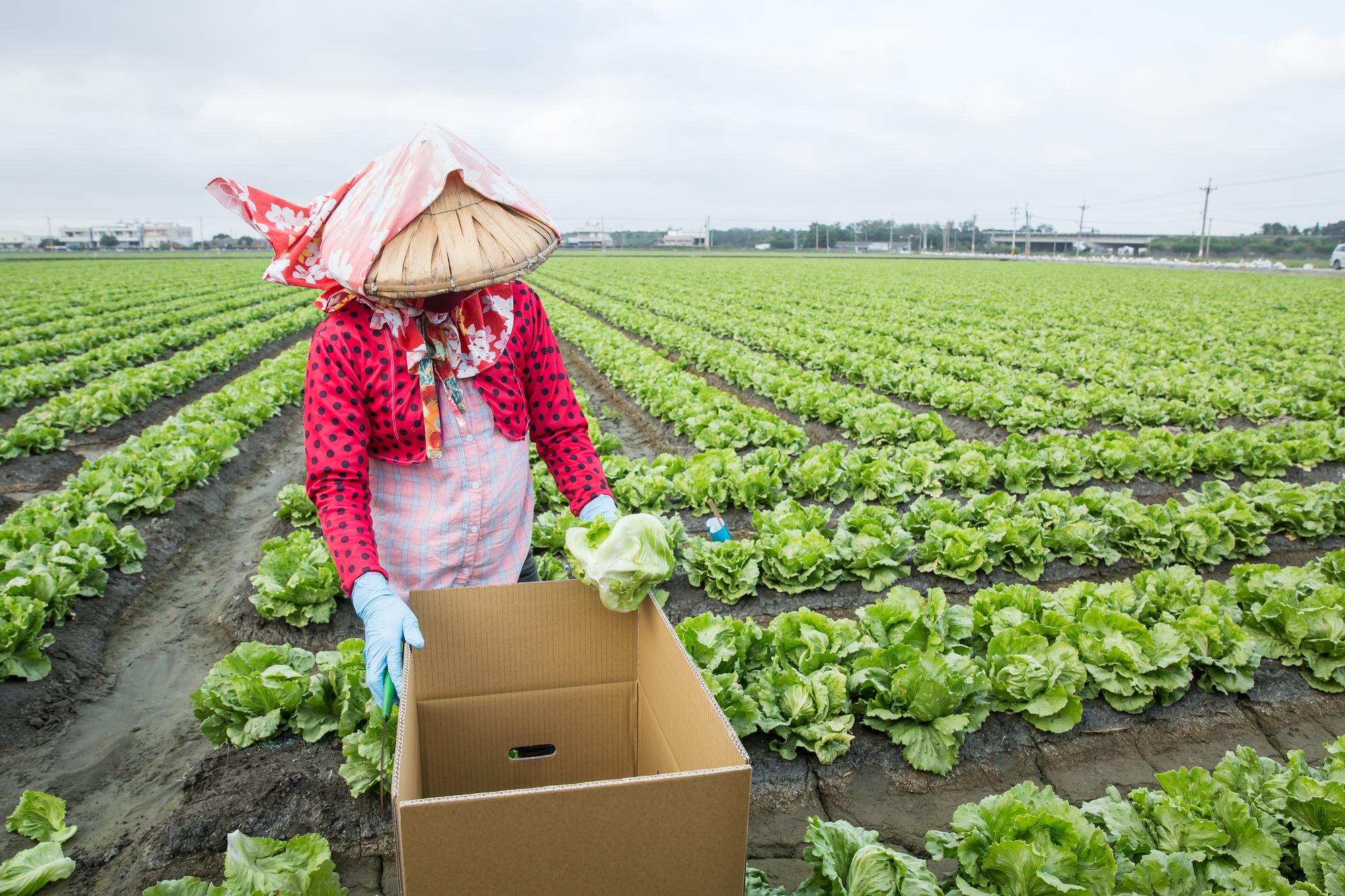 遇上採收階段，美生菜不能落地、直接裝箱送往加工廠，經過3道低溫水洗，立刻處理鎖住新鮮。