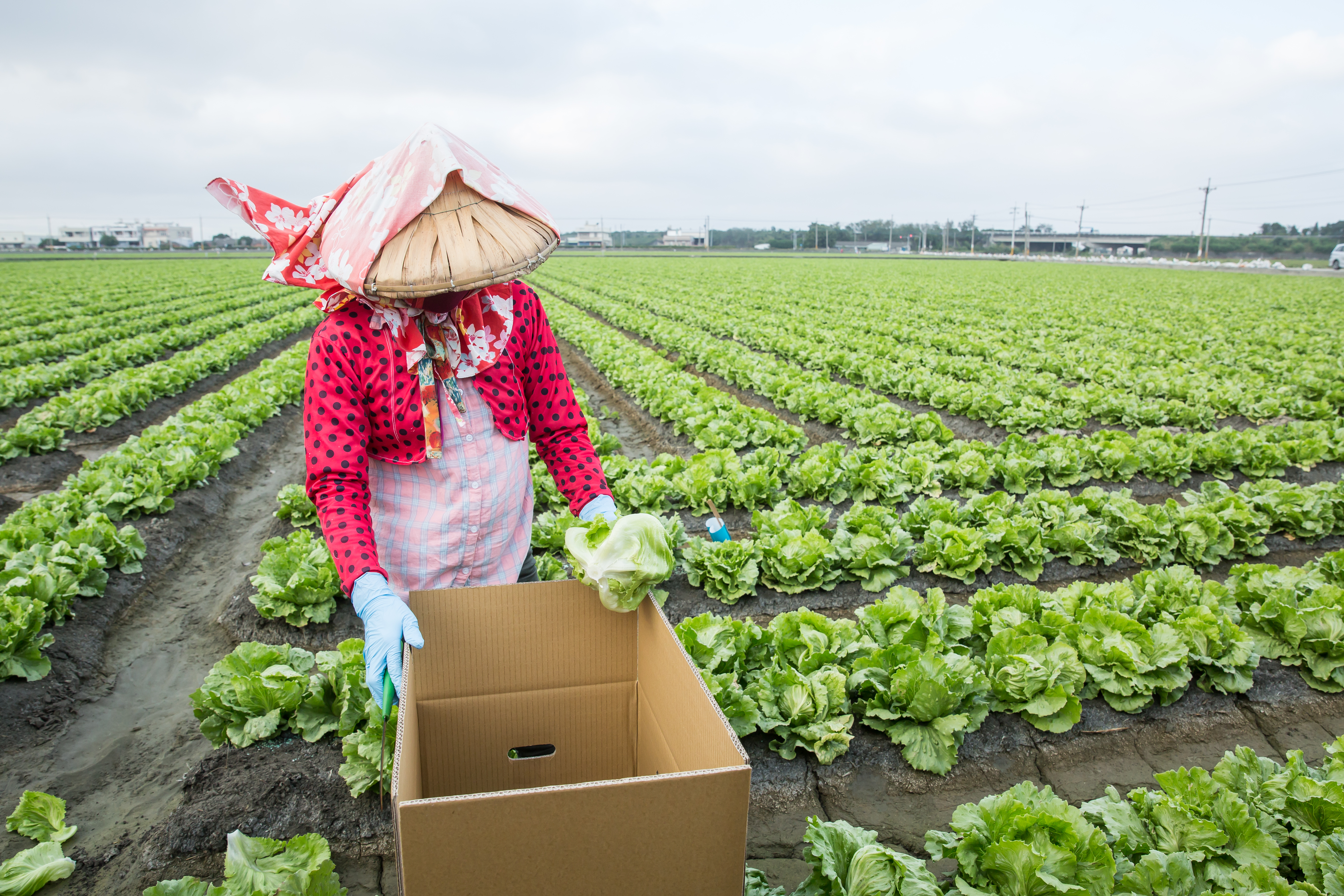 遇上採收階段,美生菜不能落地、直接裝箱送往加工廠,經過3道低溫水洗,立刻處理鎖住新鮮。