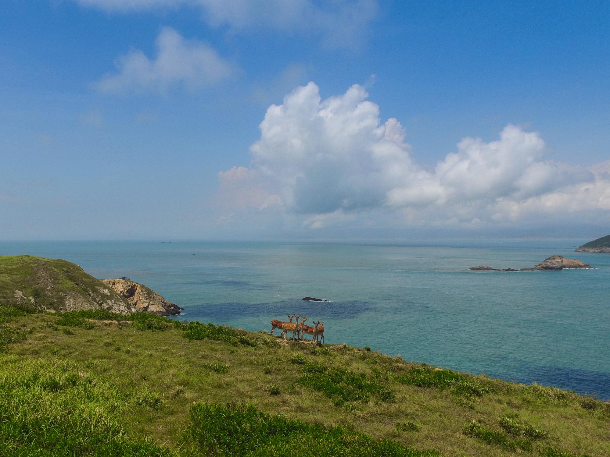 大坵島上最著名的就是梅花鹿。