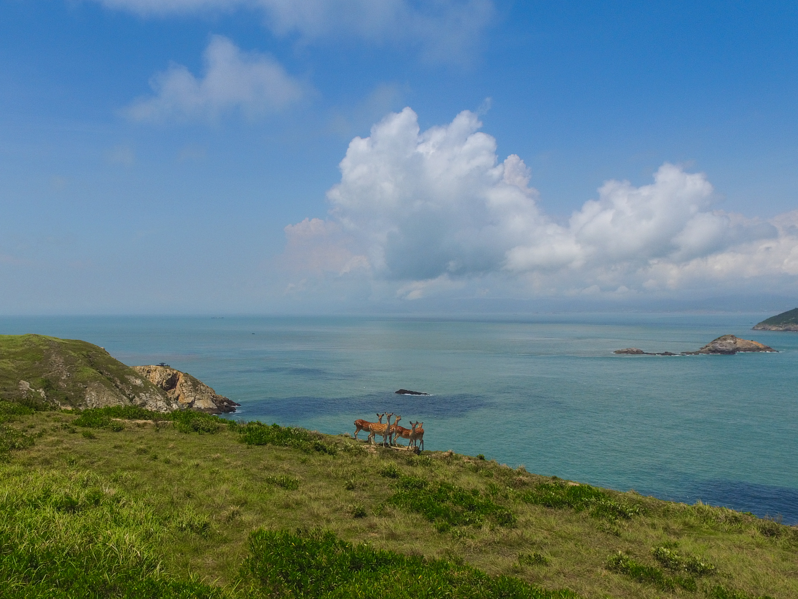 大坵島上最著名的就是梅花鹿。