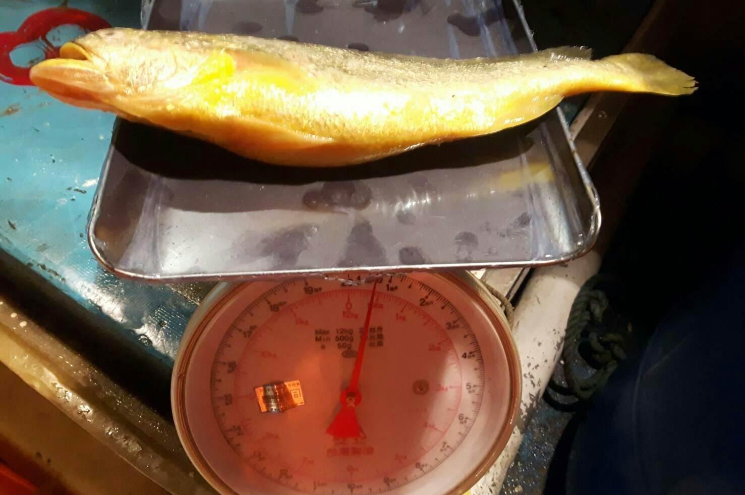 走私的大陸黃魚每條逾半公斤重,若在春節前出售奇貨可居。(翻攝畫面)