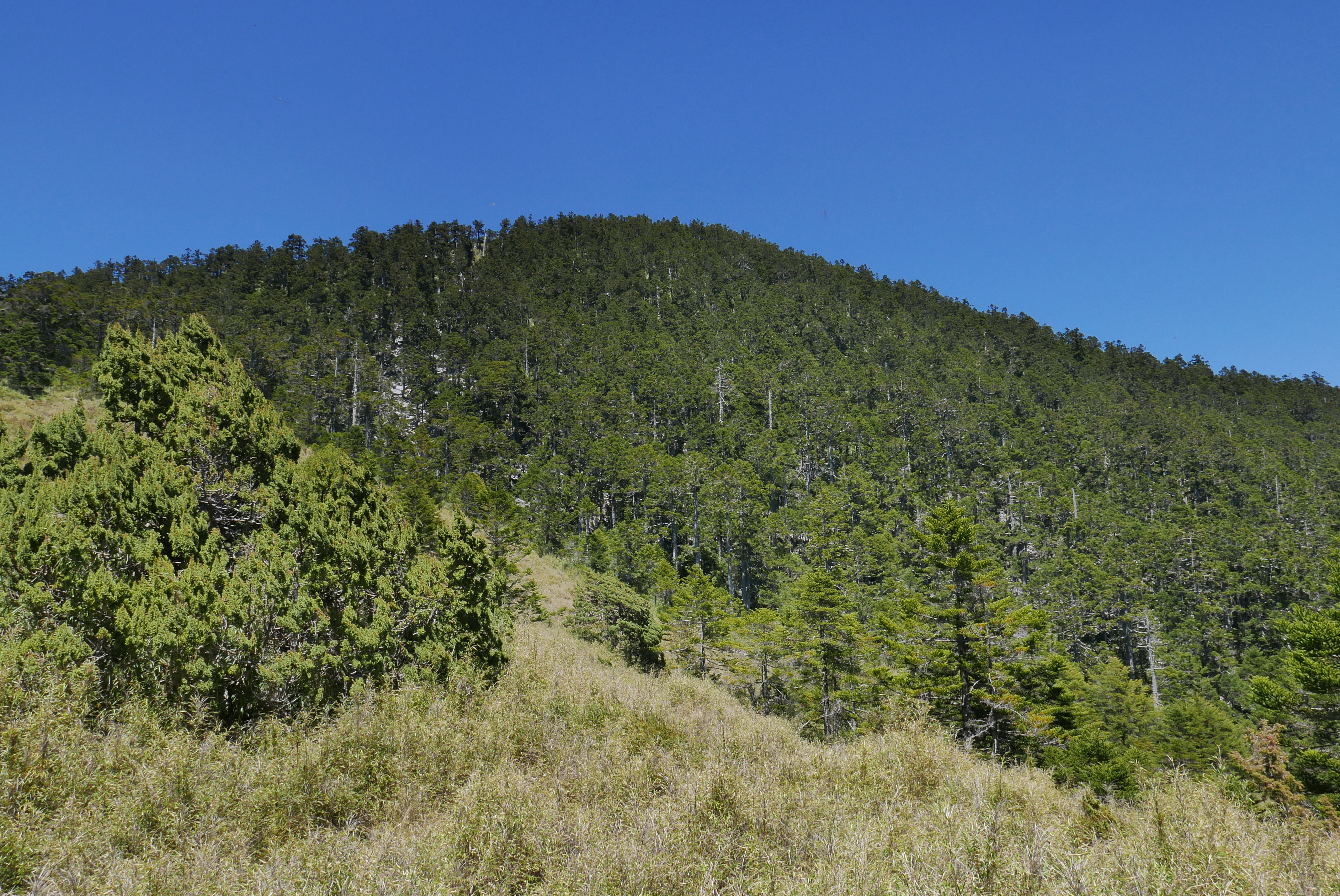 白姑大山，又稱白狗大山，為中橫四辣之一。