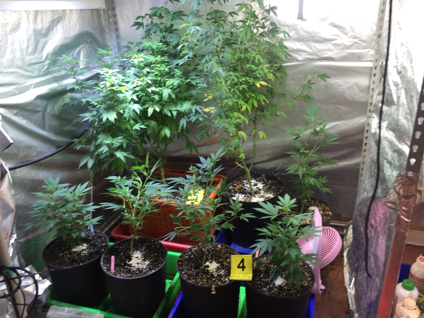 大麻植物園市價約1,200萬元。（翻攝畫面）