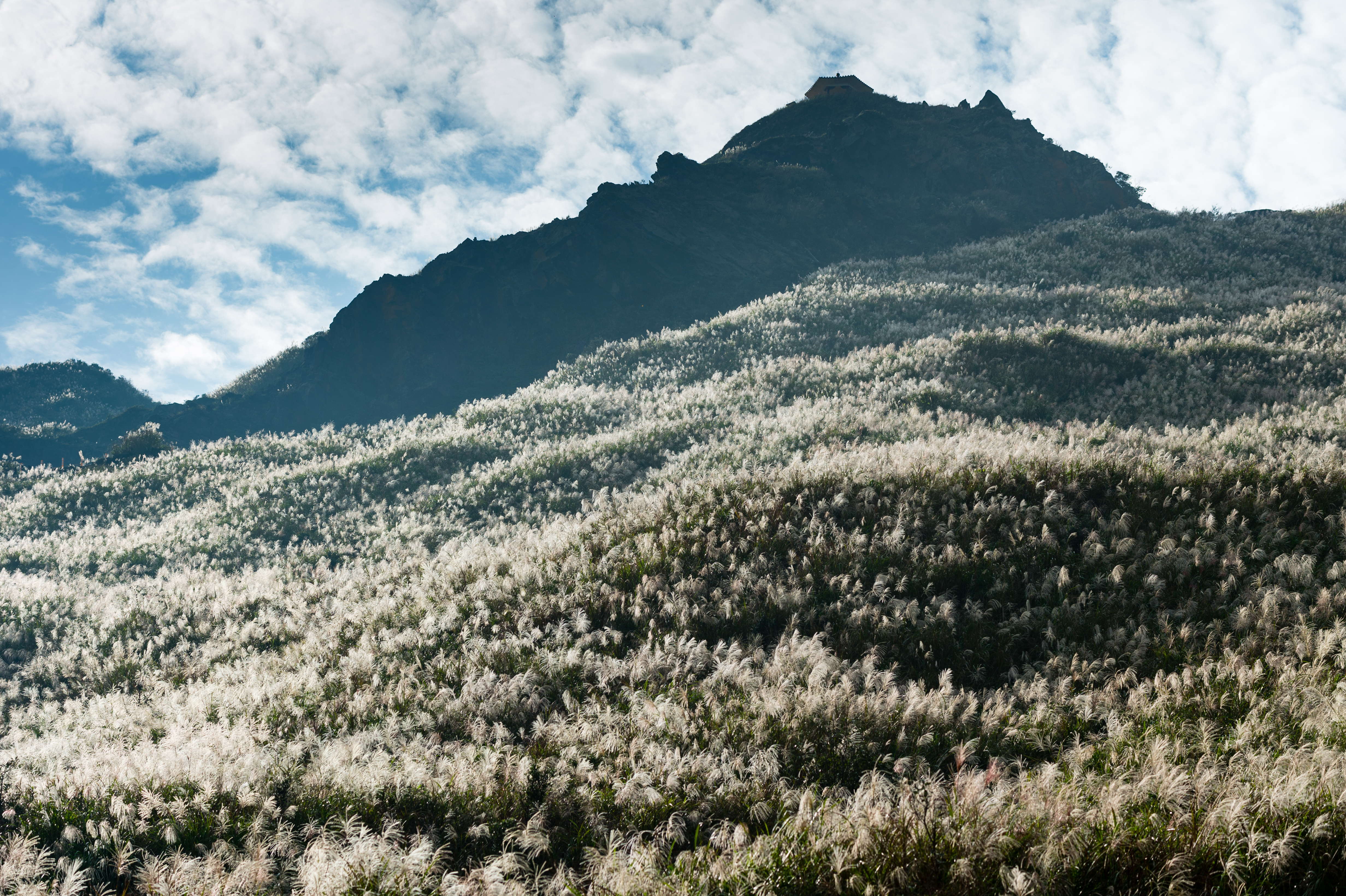 茶壼山登山口，已是一片盛開芒花。