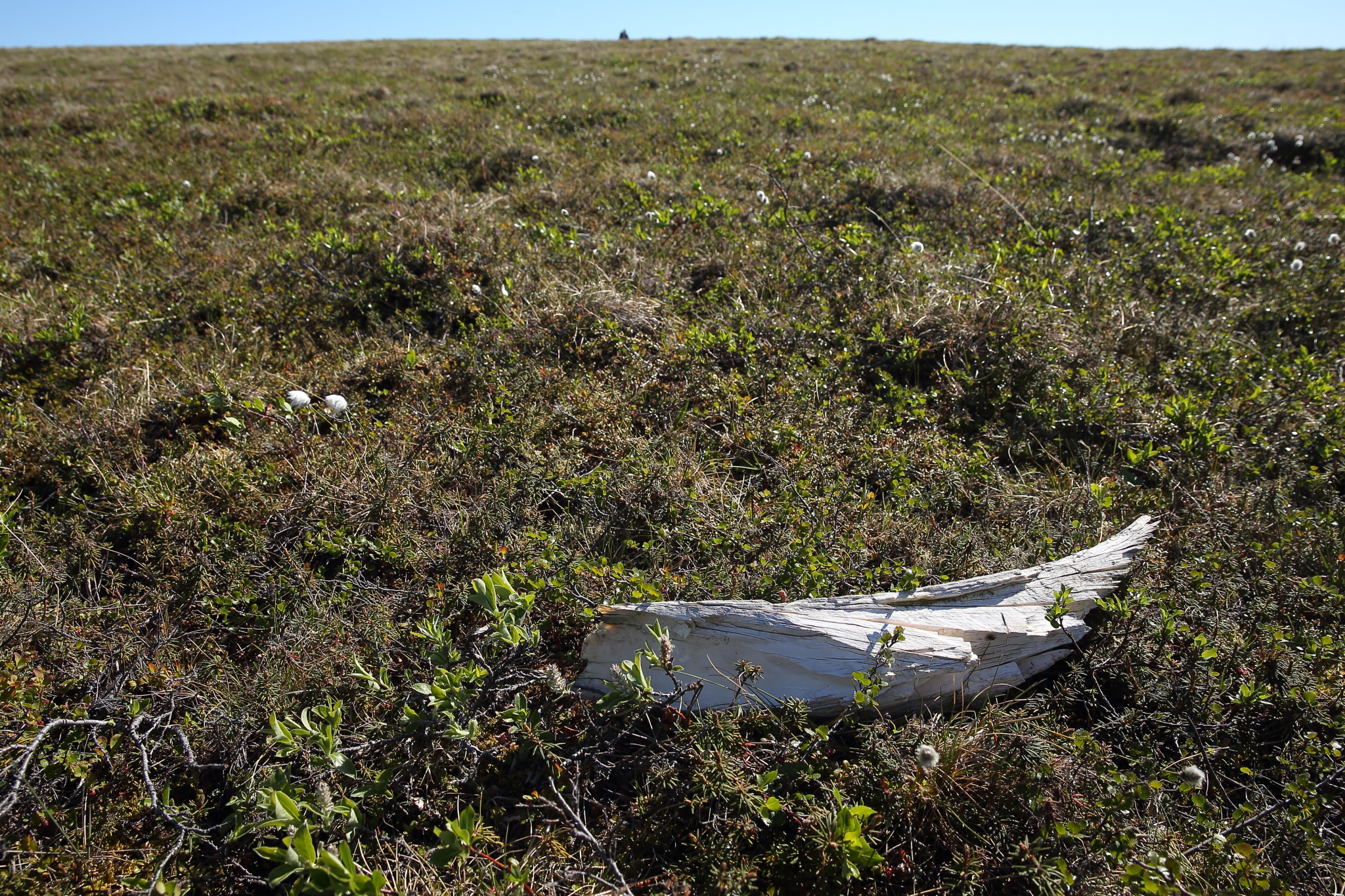 苔原上的猛瑪象牙。