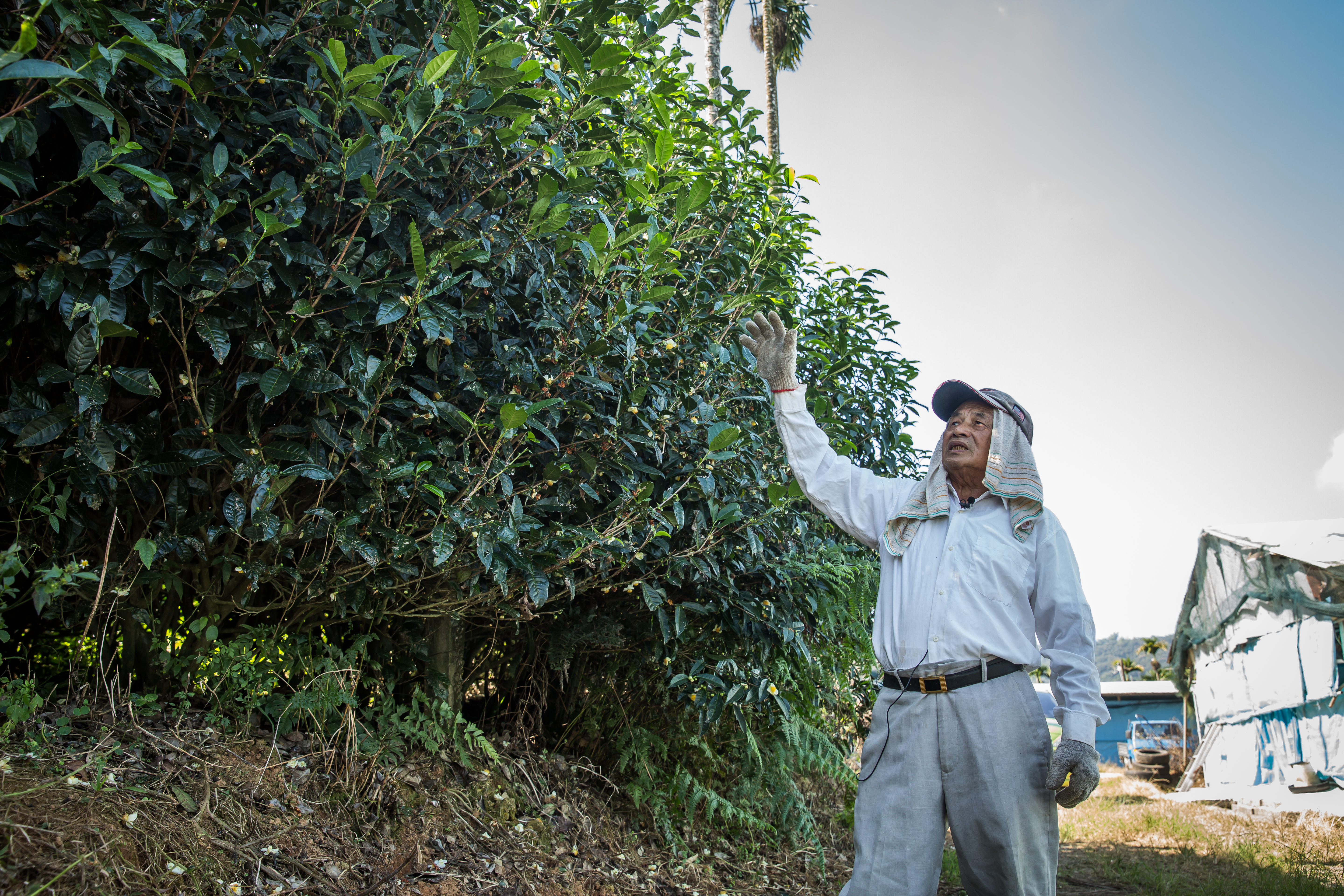 李松連曾當過酒店總管，對於賣酒和訓練小姐都有自己的一套，而今不再管酒店，轉而管理茶園。