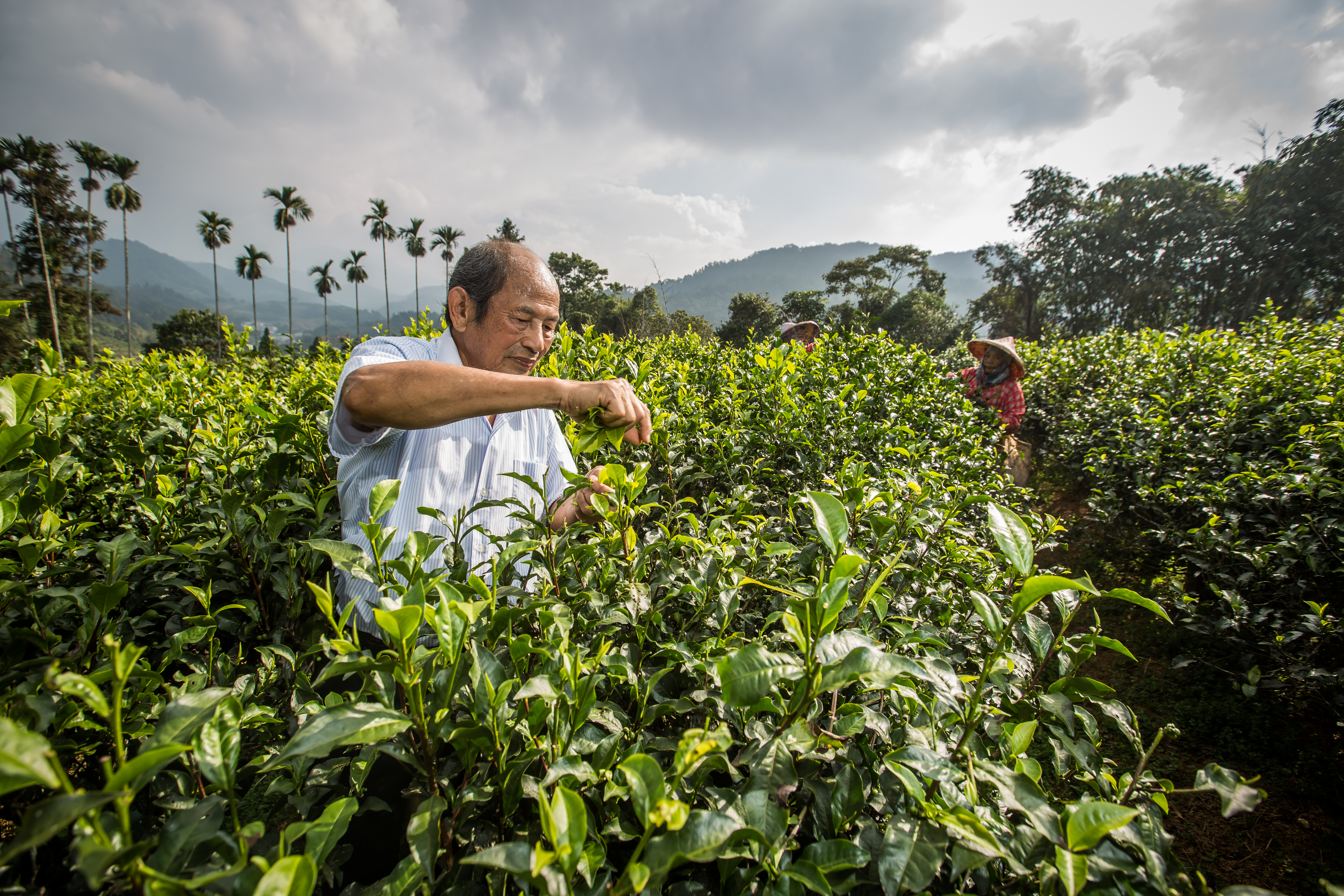 李松連60多歲才返鄉種茶，在那之前他曾當過藥廠業務，也曾把一家酒店管理得風風火火。