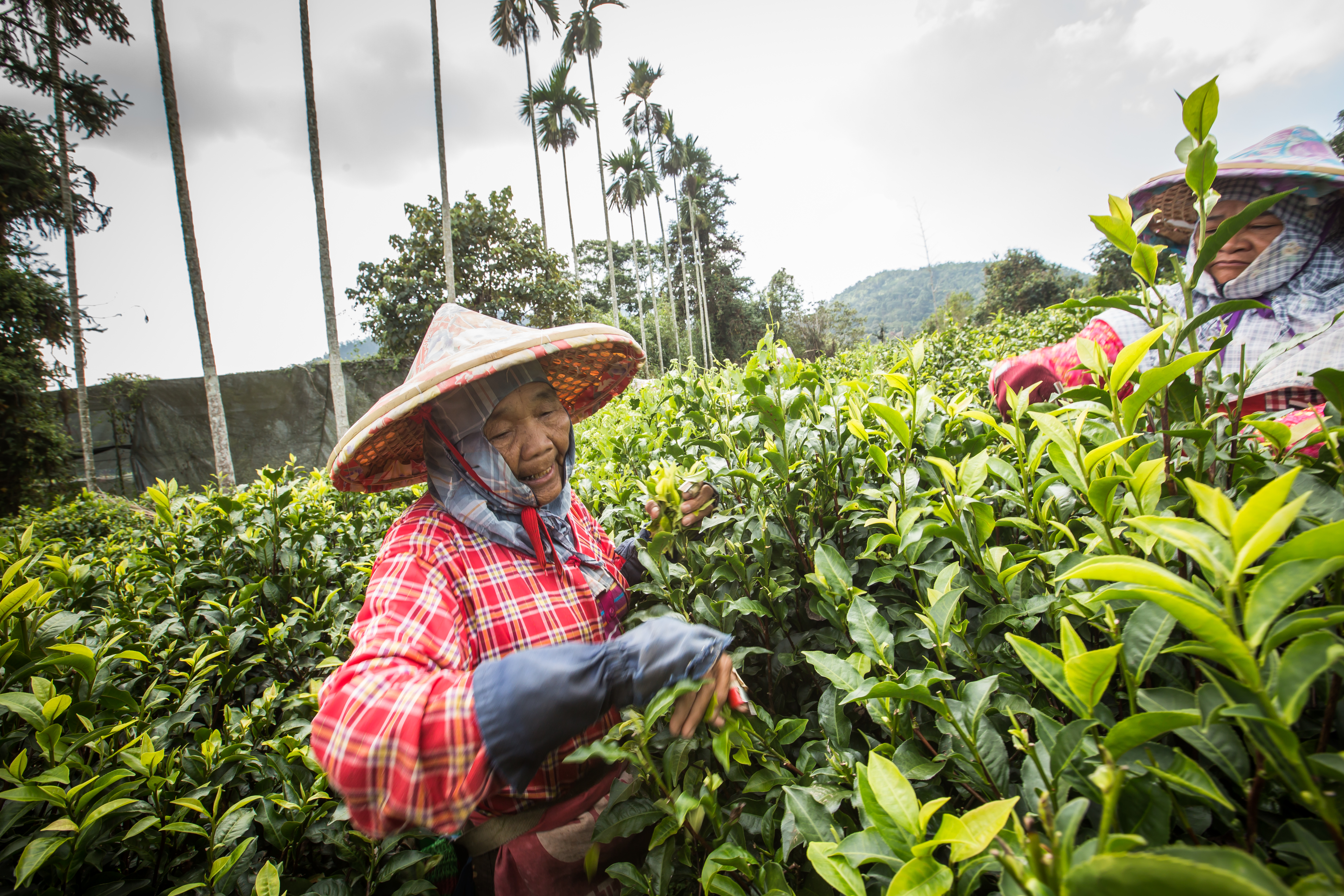 採茶阿姨們都是清晨就到茶園工作，一到採茶季，採茶工非常搶手。