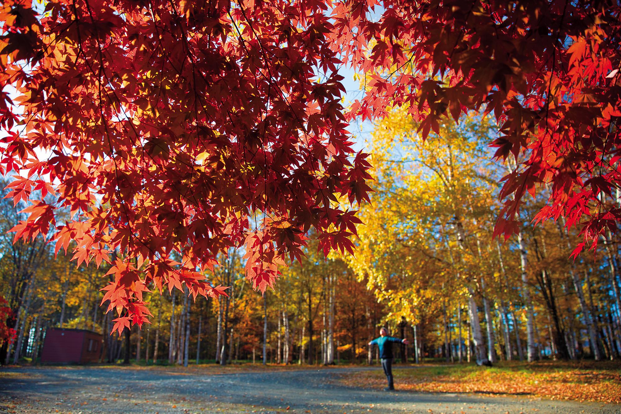 站在紅葉下, 空氣中傳來陣陣香氣。