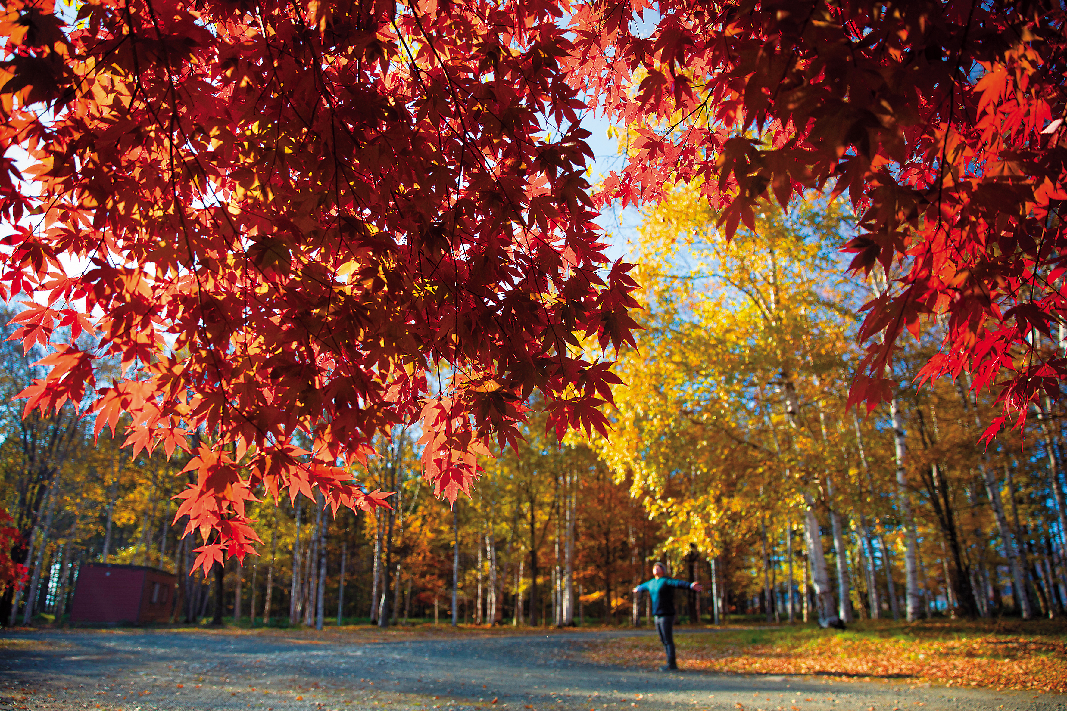 站在紅葉下， 空氣中傳來陣陣香氣。