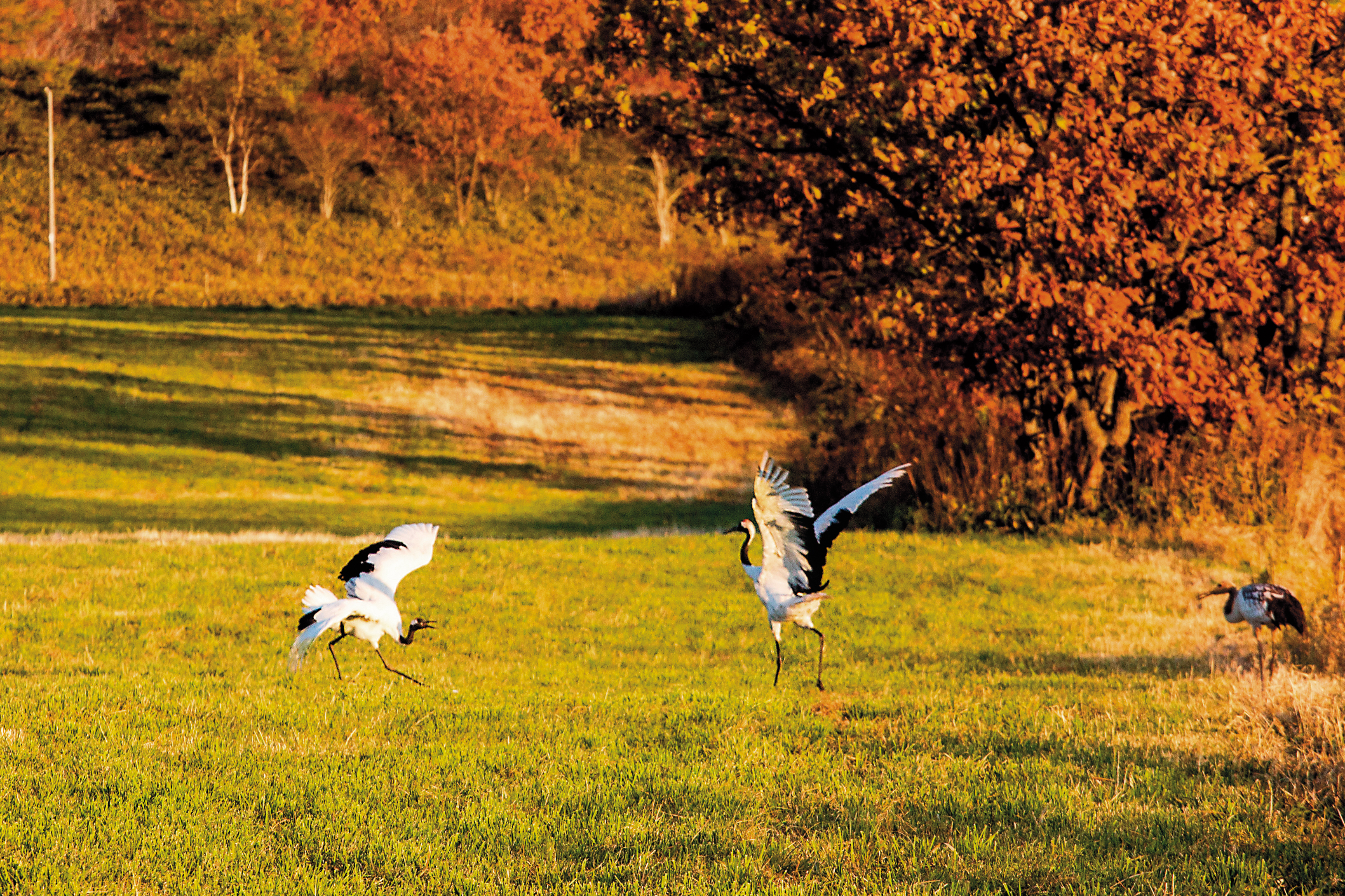 秋季來到鶴居村，可以看見丹頂鶴在楓紅中跳舞的景象。