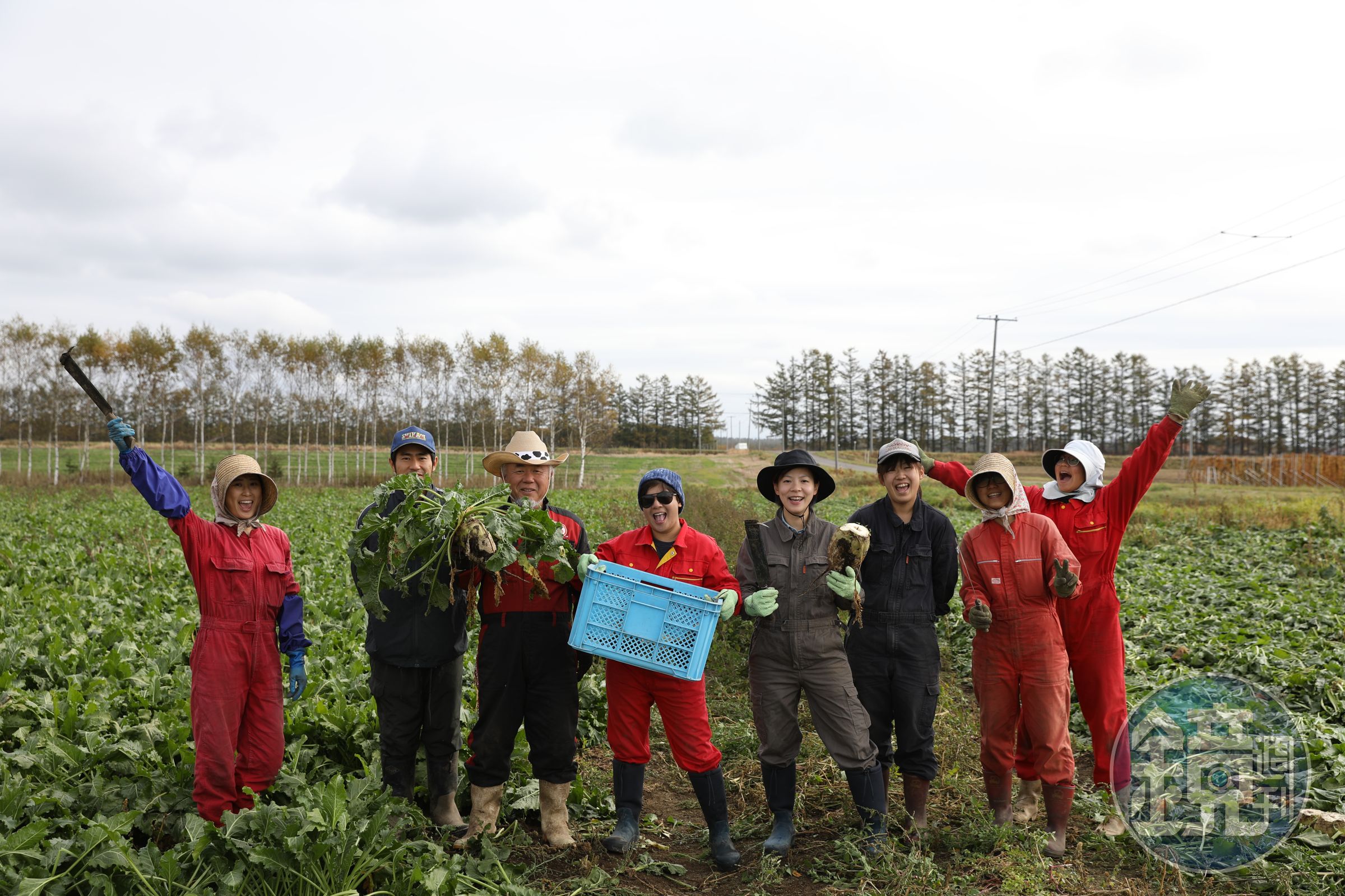 在「村瀬農場」跟著農場員工一起體驗收割甜菜。