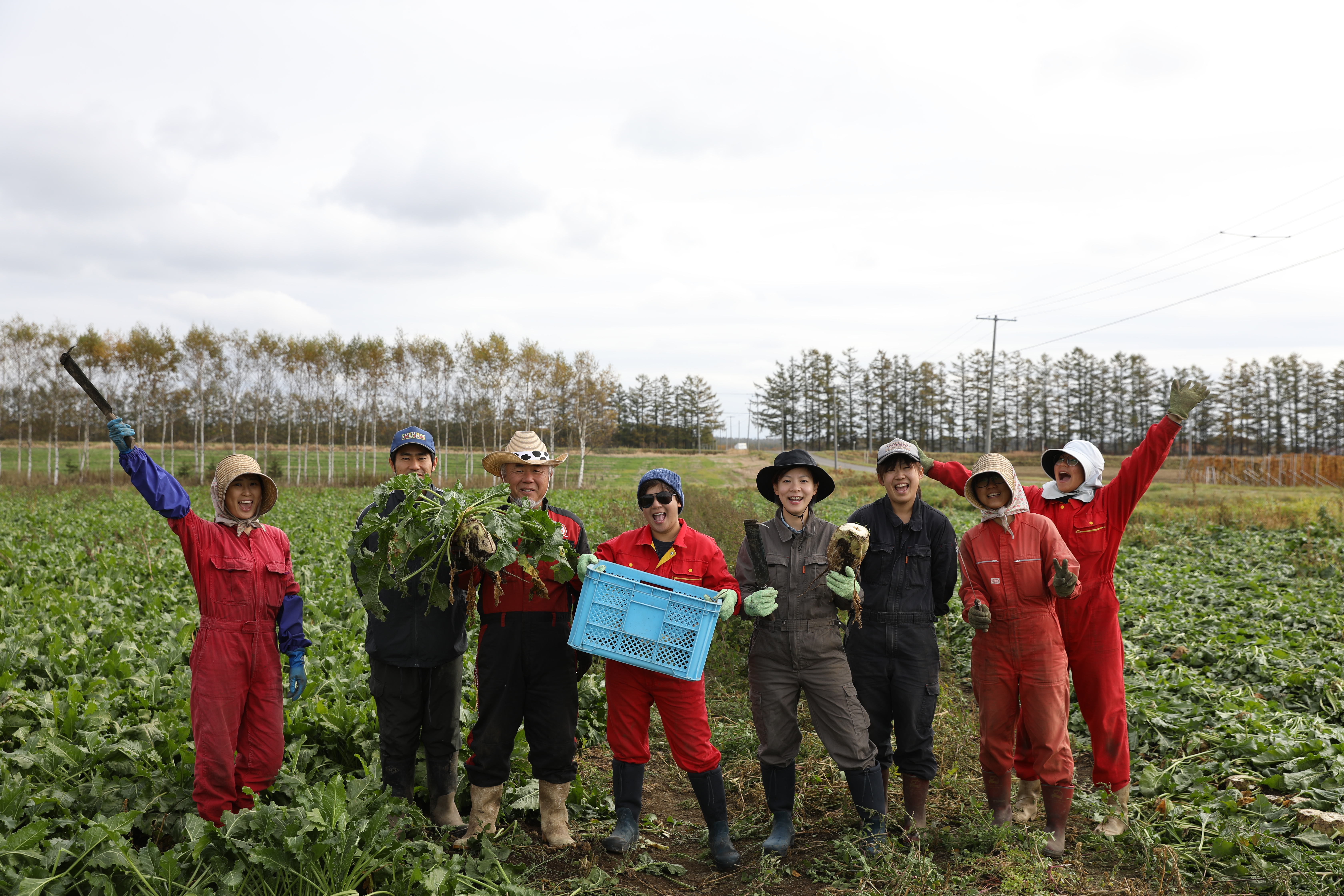在「村瀬農場」跟著農場員工一起體驗收割甜菜。