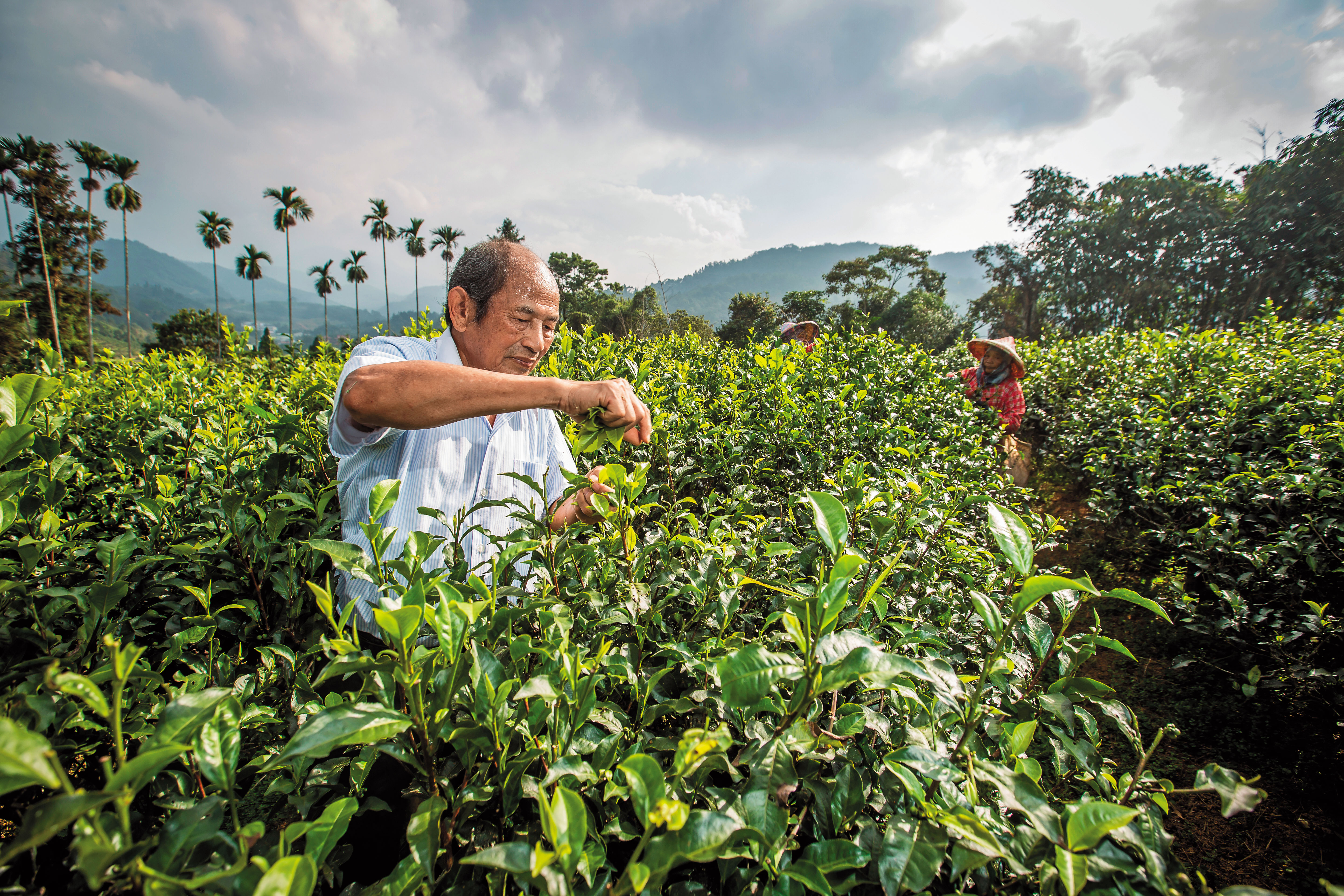 永瑞駐達摩紅茶老闆李松連走過奇特人生，退休後才返回魚池鄉種茶，也是當地最早的有機茶園。