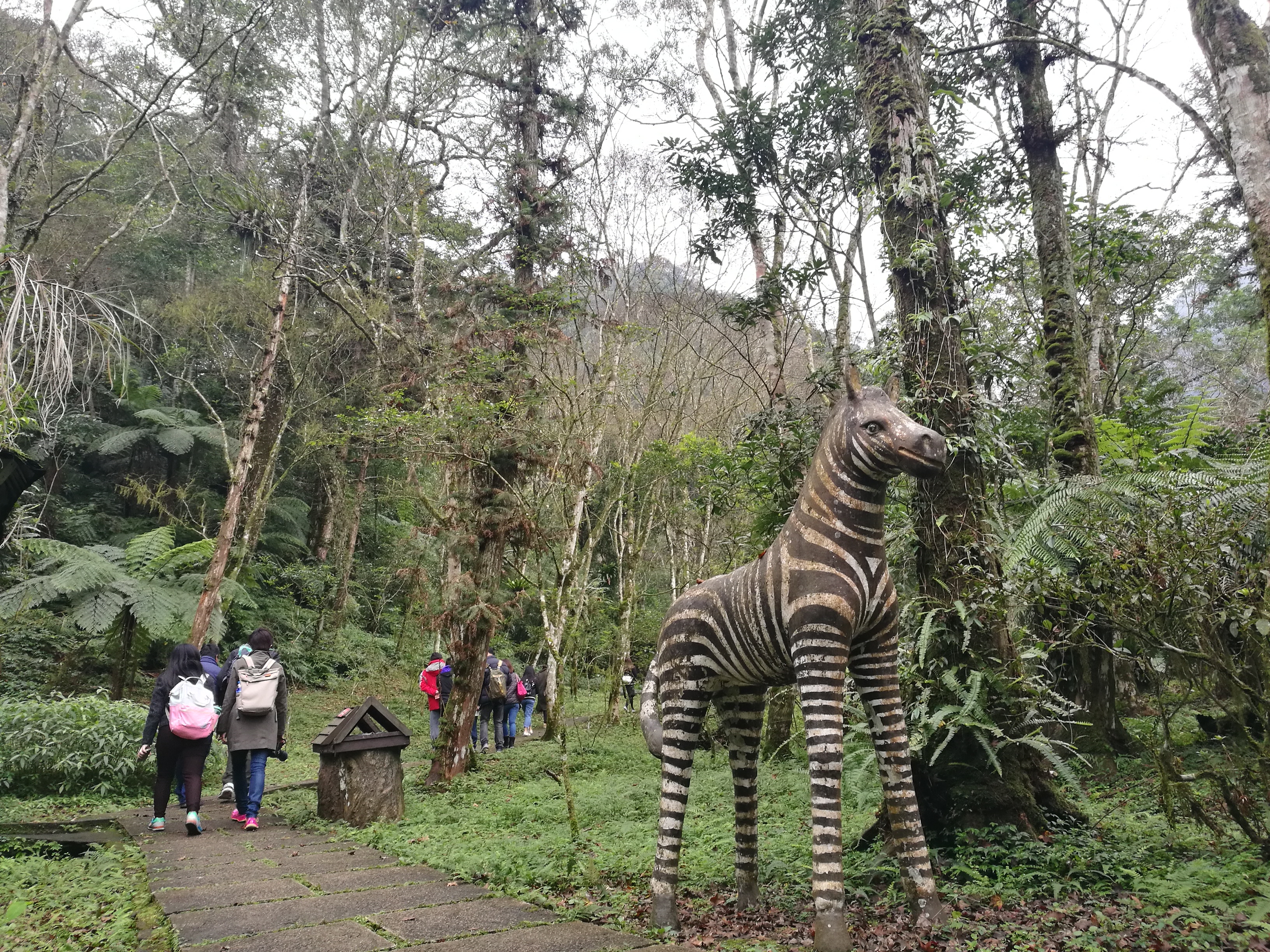 原始森林裡的遊樂園斑馬，給人一種很奇幻的感覺。