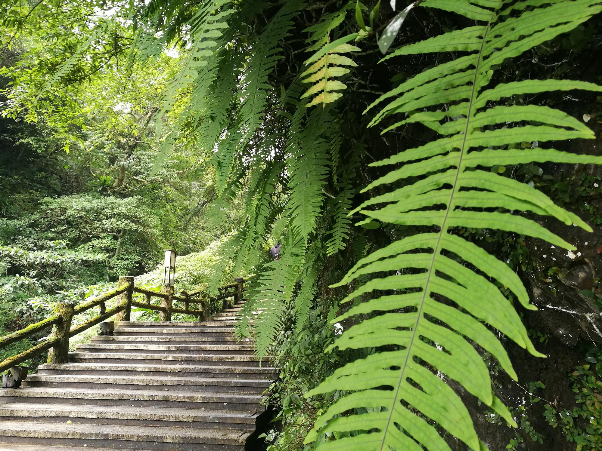 轉型為生態園區的雲仙樂園，蕨類植物豐富。