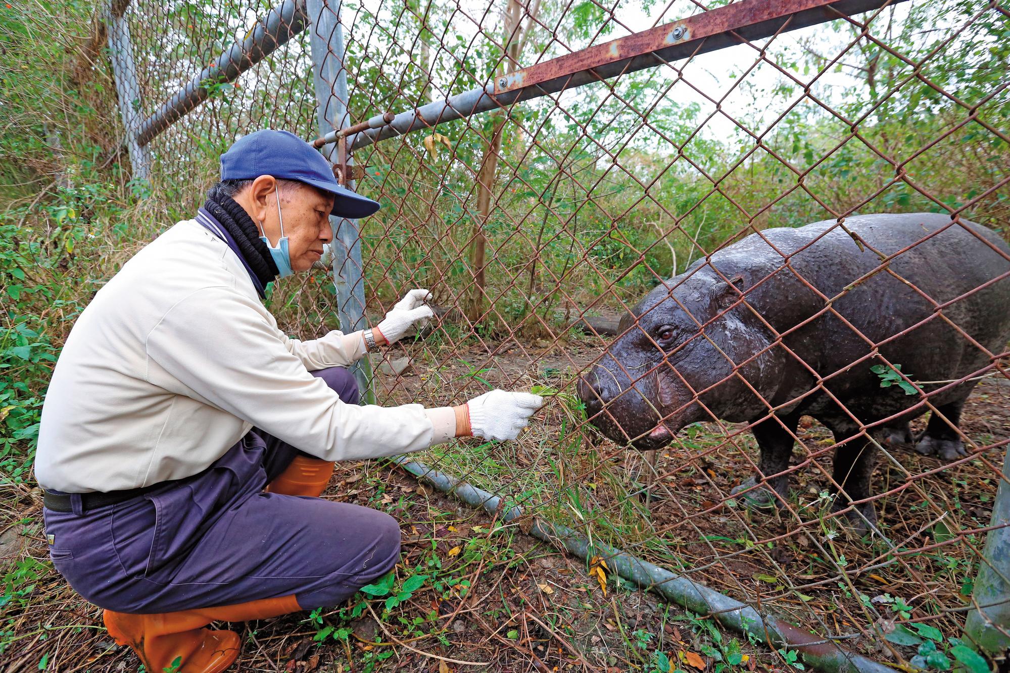 侏儒河馬在木柵動物園多年都未生育,來池上第二年便誕下小河馬「春園」。