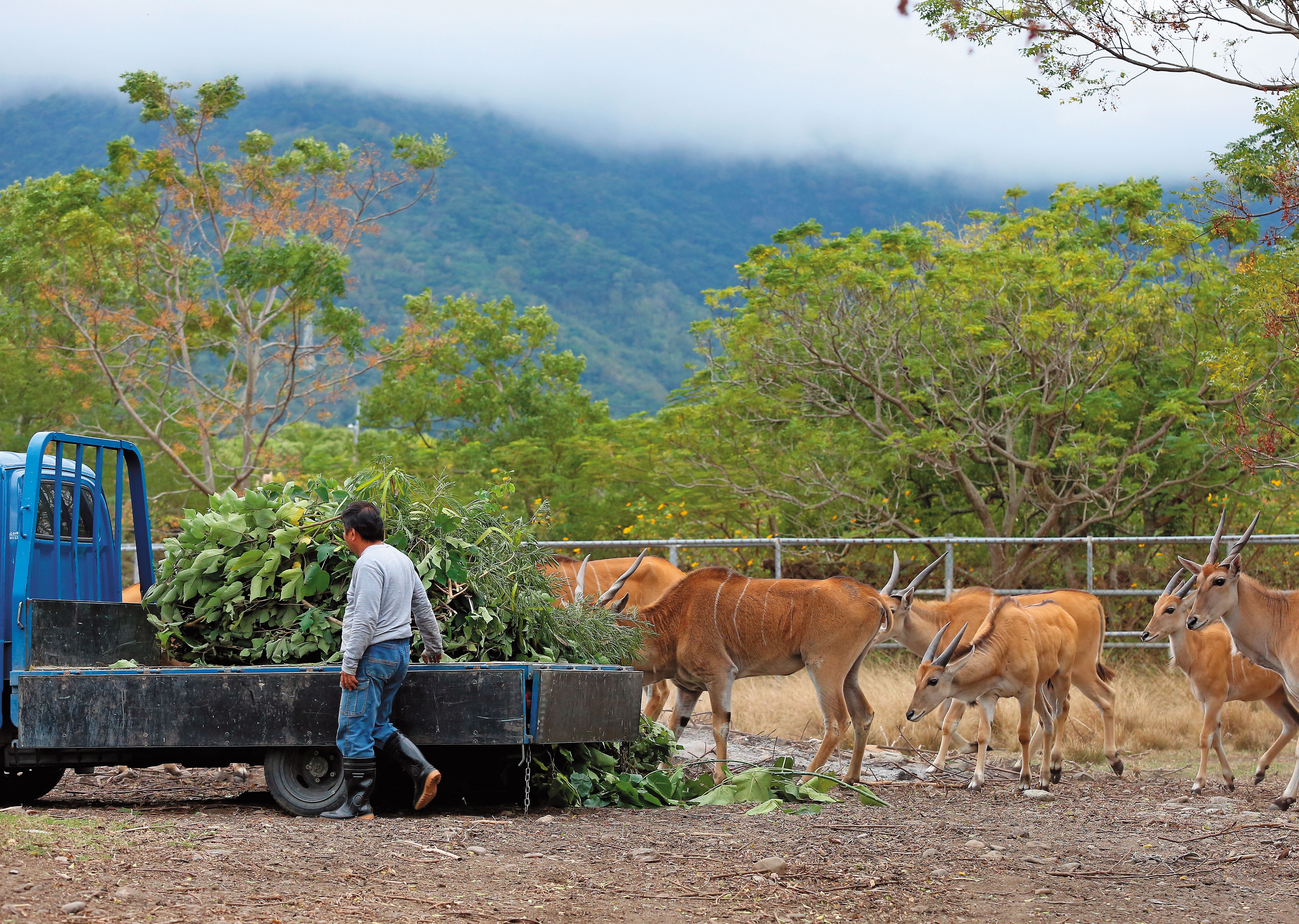 現有7隻伊蘭羚羊在池上牧野渡假村居住，一看到草料便蜂擁搶食。