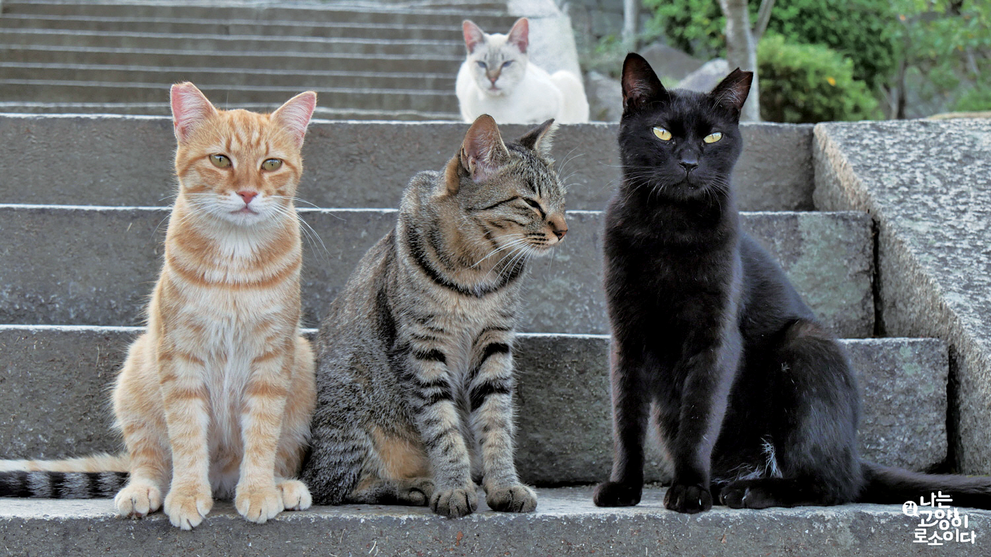韓國紀錄片電影《我是一隻貓》在台灣、韓國、日本三地取景，讓大家看到生活在不同地方的浪貓生活。（網路圖片）