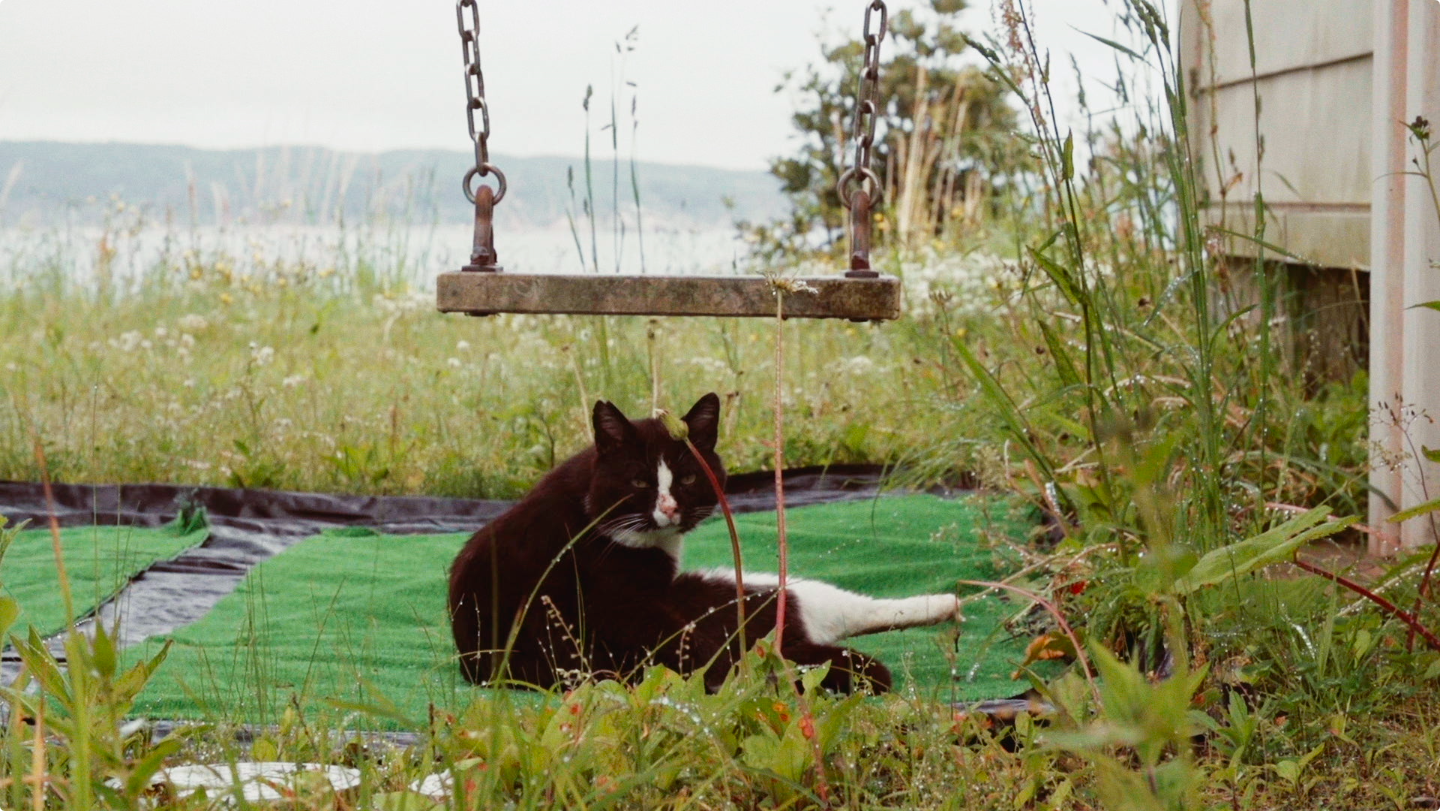 紀錄片《幸福貓島日記》裡的田代島堪稱貓咪天堂。（Giloo提供）　　