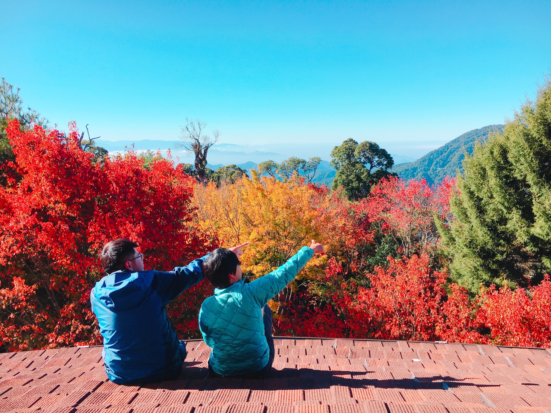 「大雪山森林遊樂區」的遊客中心周邊，就是最佳賞楓景點。