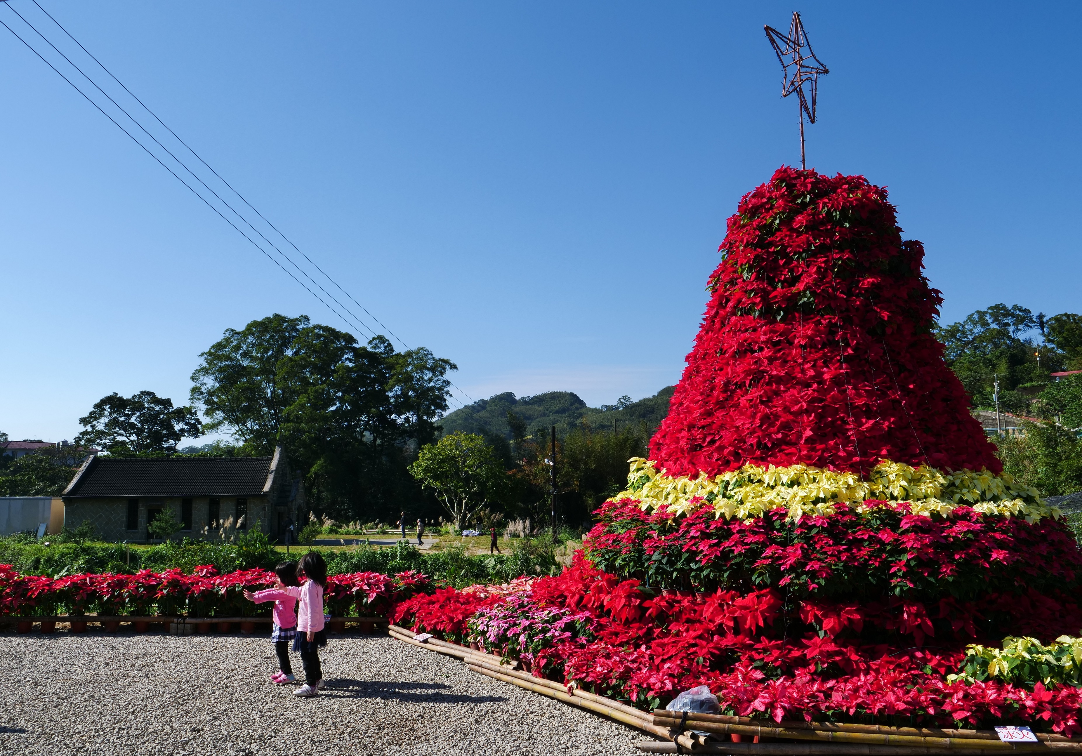 「2017三民山城紅花燈火節」高6公尺的耶誕樹,是用1,500株、多達10個個品種的耶誕紅布置而成。