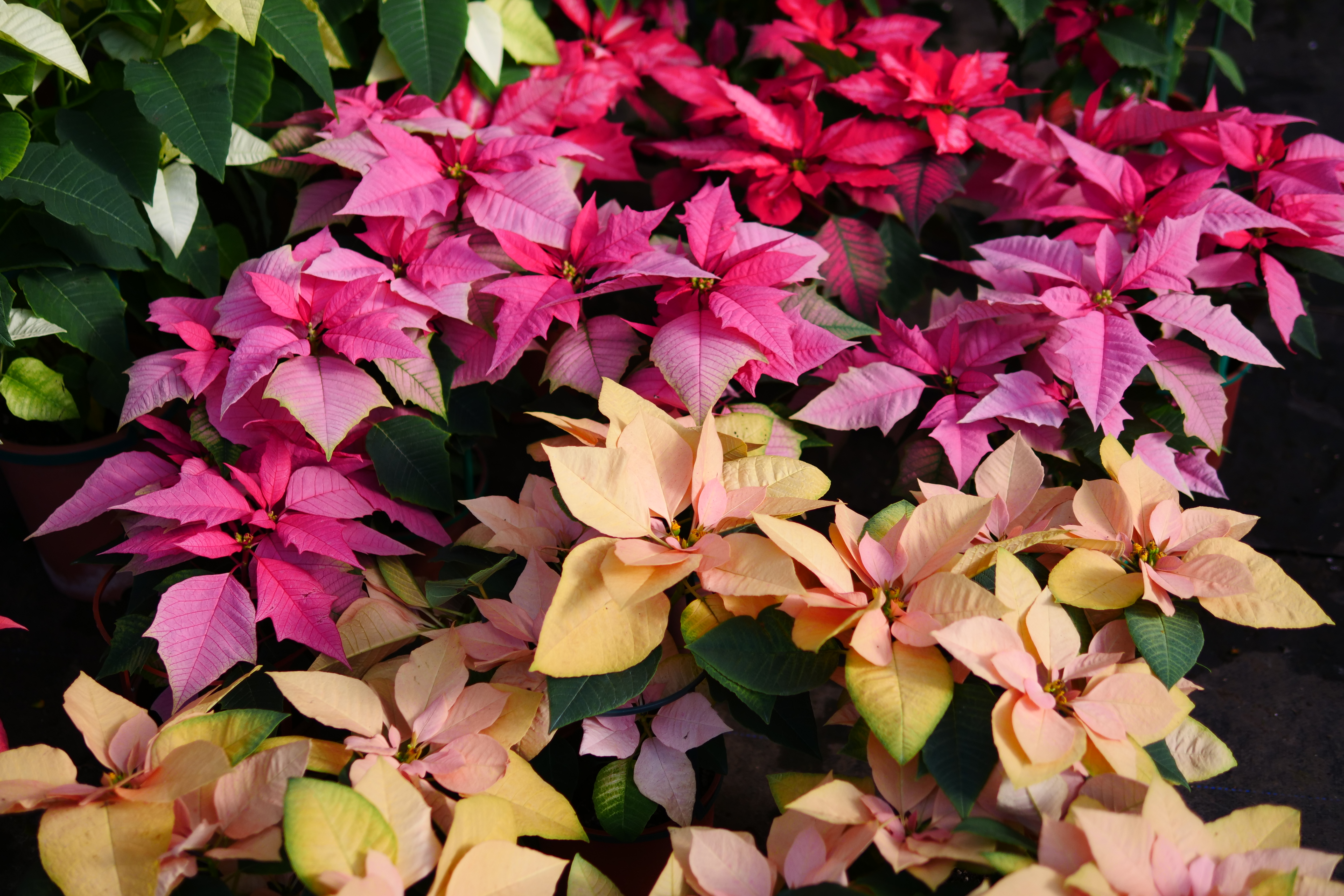 桃園復興區的「三民花園」裡，種植許多色彩花紋多變的耶誕紅。