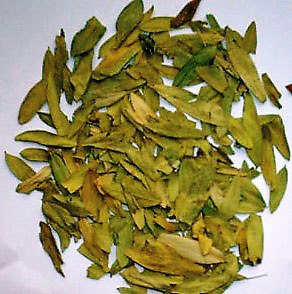 「番瀉葉」也被稱為番瀉苷或番瀉葉苷,具有輕瀉、軟便之功效。(翻攝畫面)
