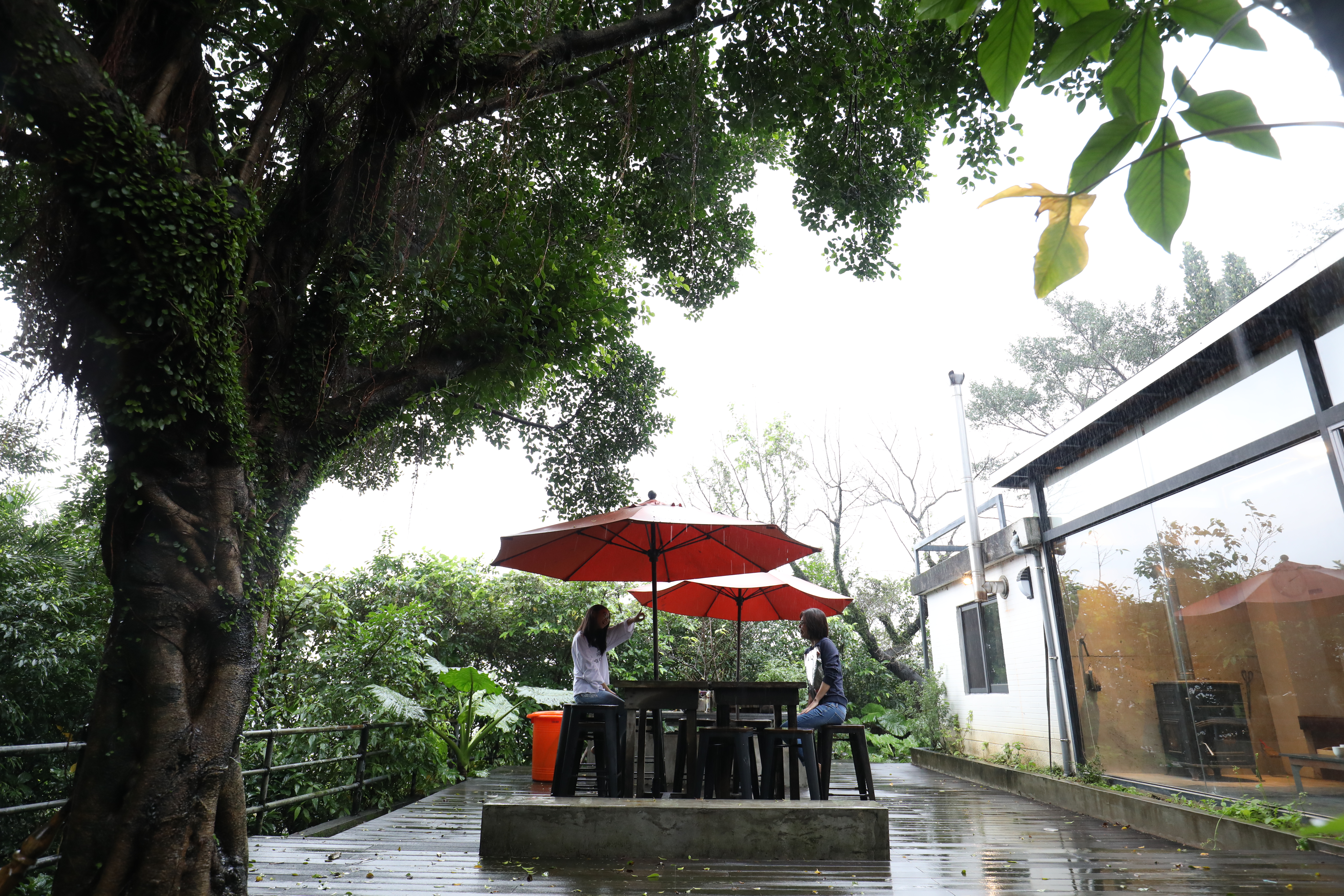 老宅佔地180坪，坐在老榕下，俯拾閒情野趣。