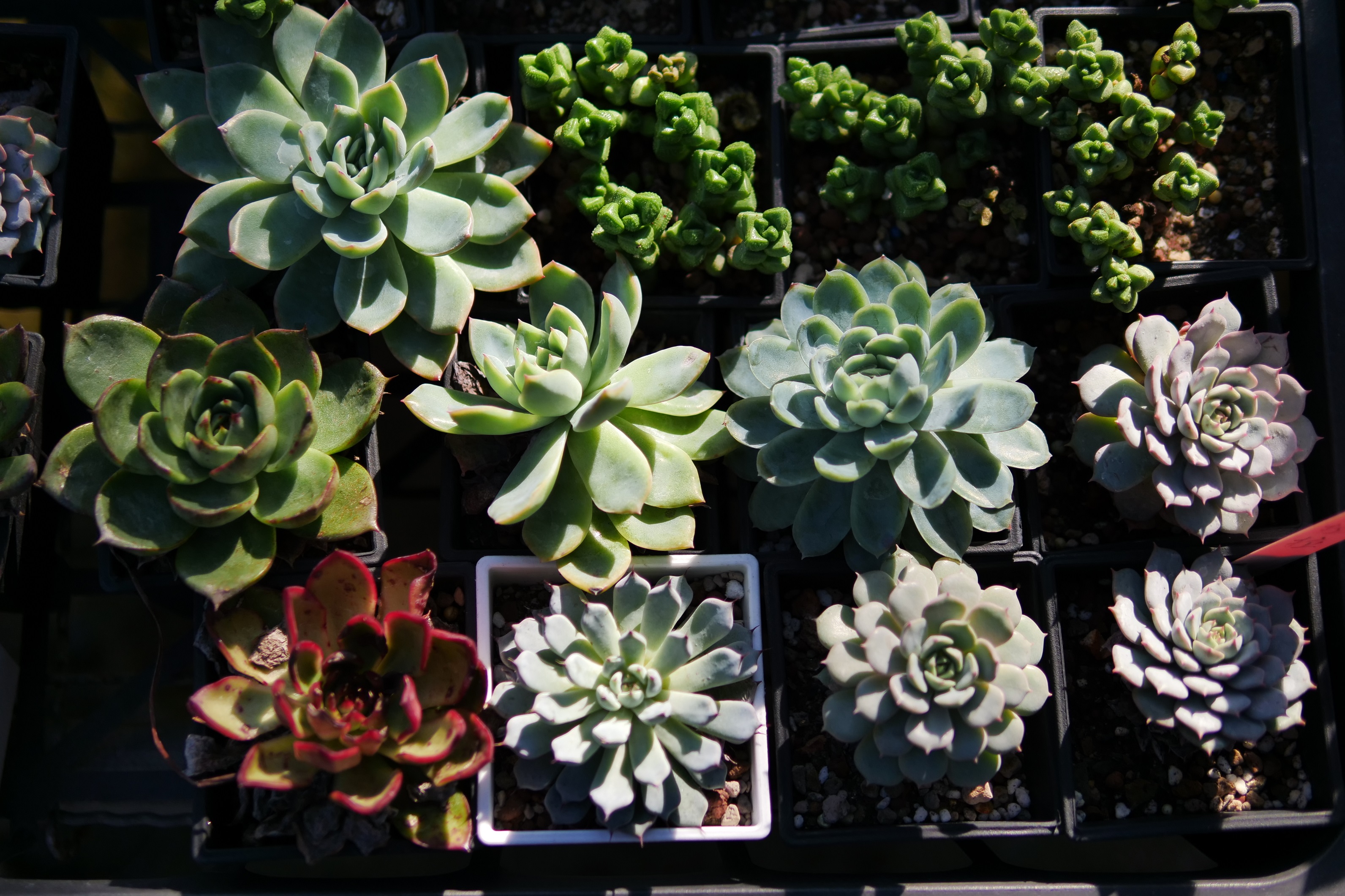 多肉植物本身一如美麗綻放的花朵。