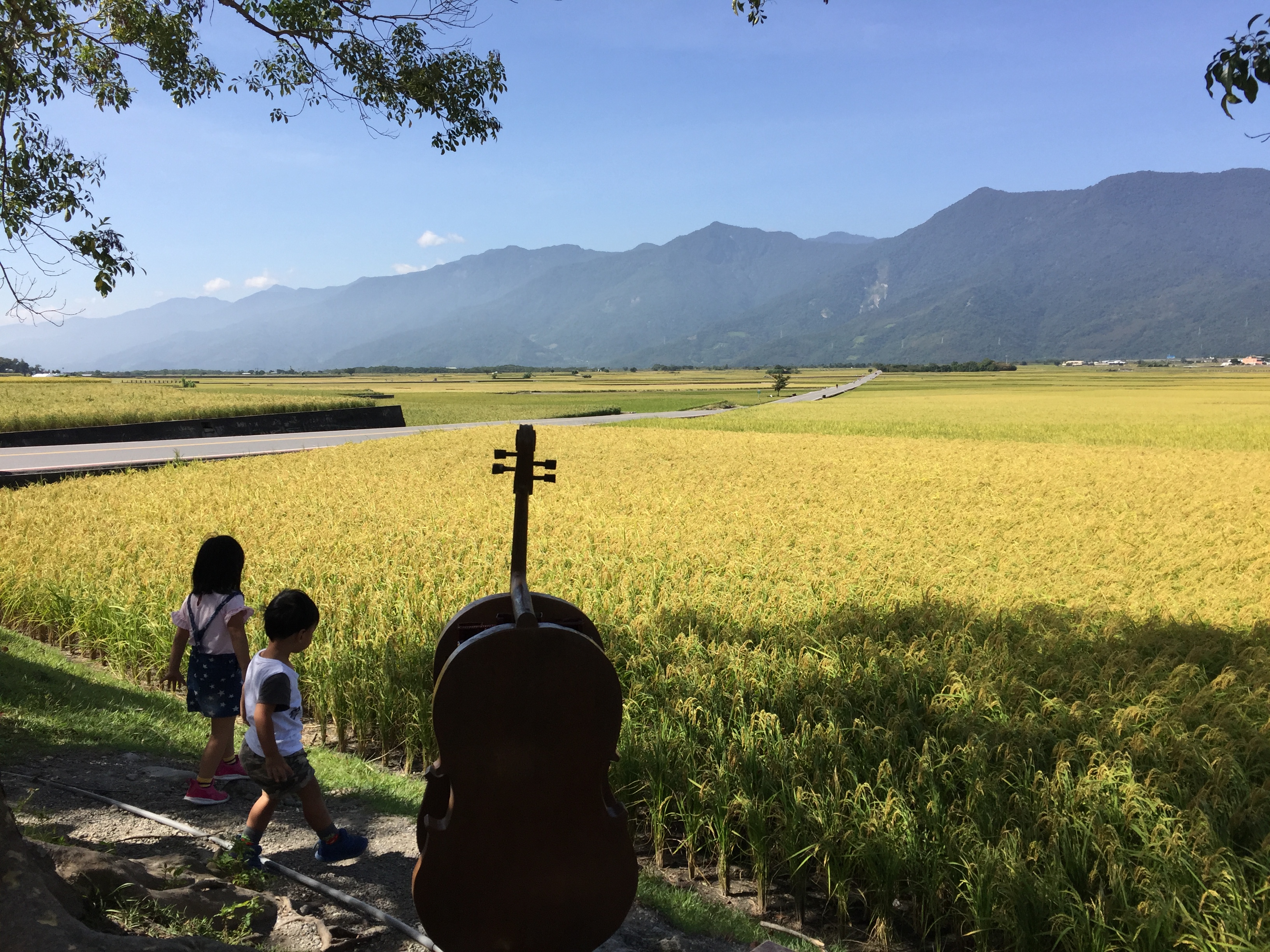 伯朗大道旁矗立一整排大提琴造型音響，讓稻子聽古典音樂。