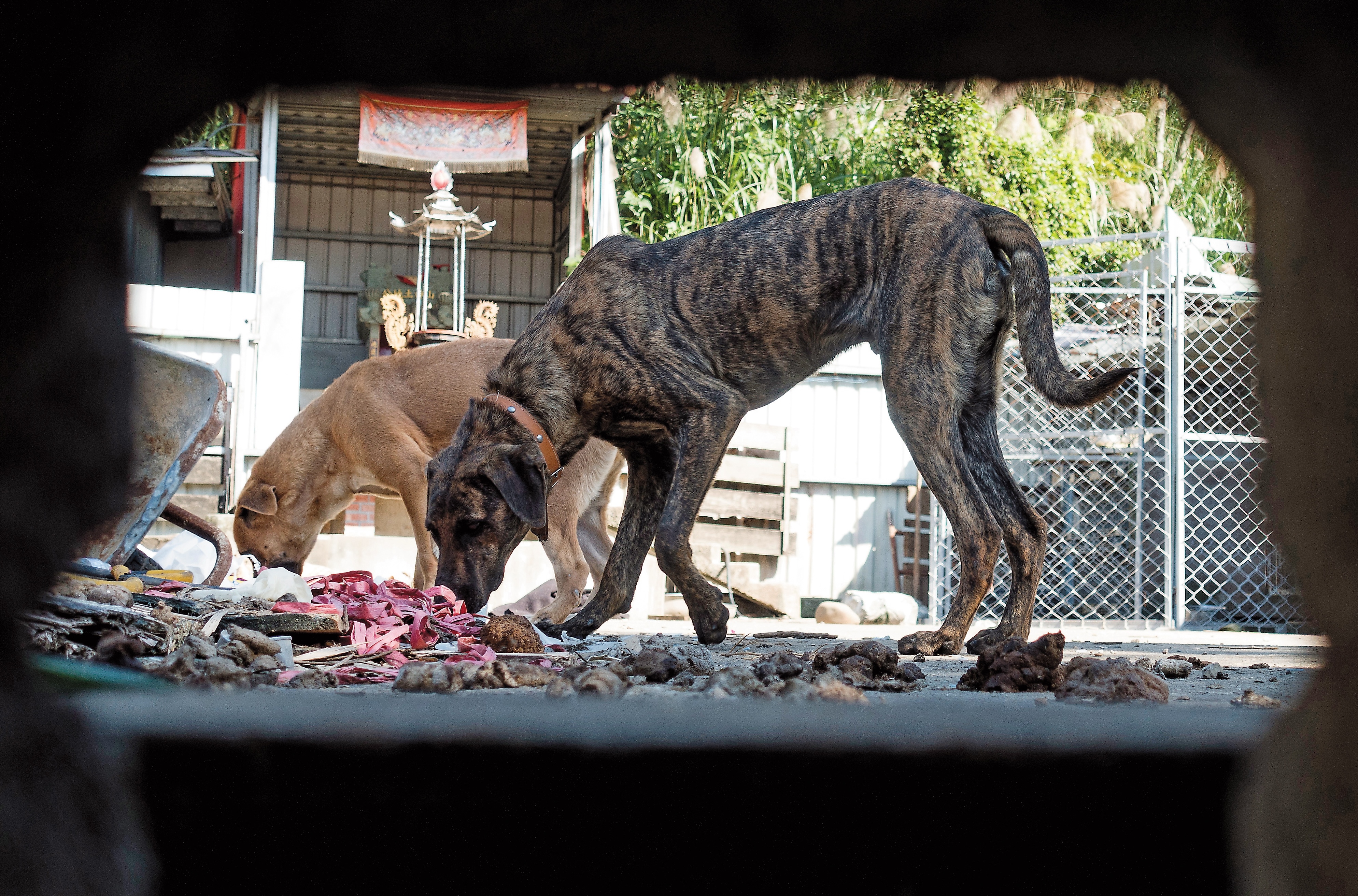身型原本壯碩魁梧的台灣高山犬被關在鐵籬內，到處都是狗糞的環境顯得不堪。