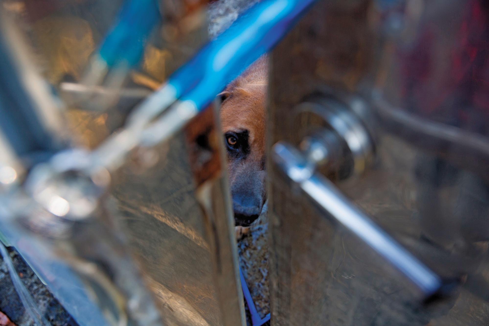 高山犬從門縫裡探視陌生人，眼神卻顯得呆滯。