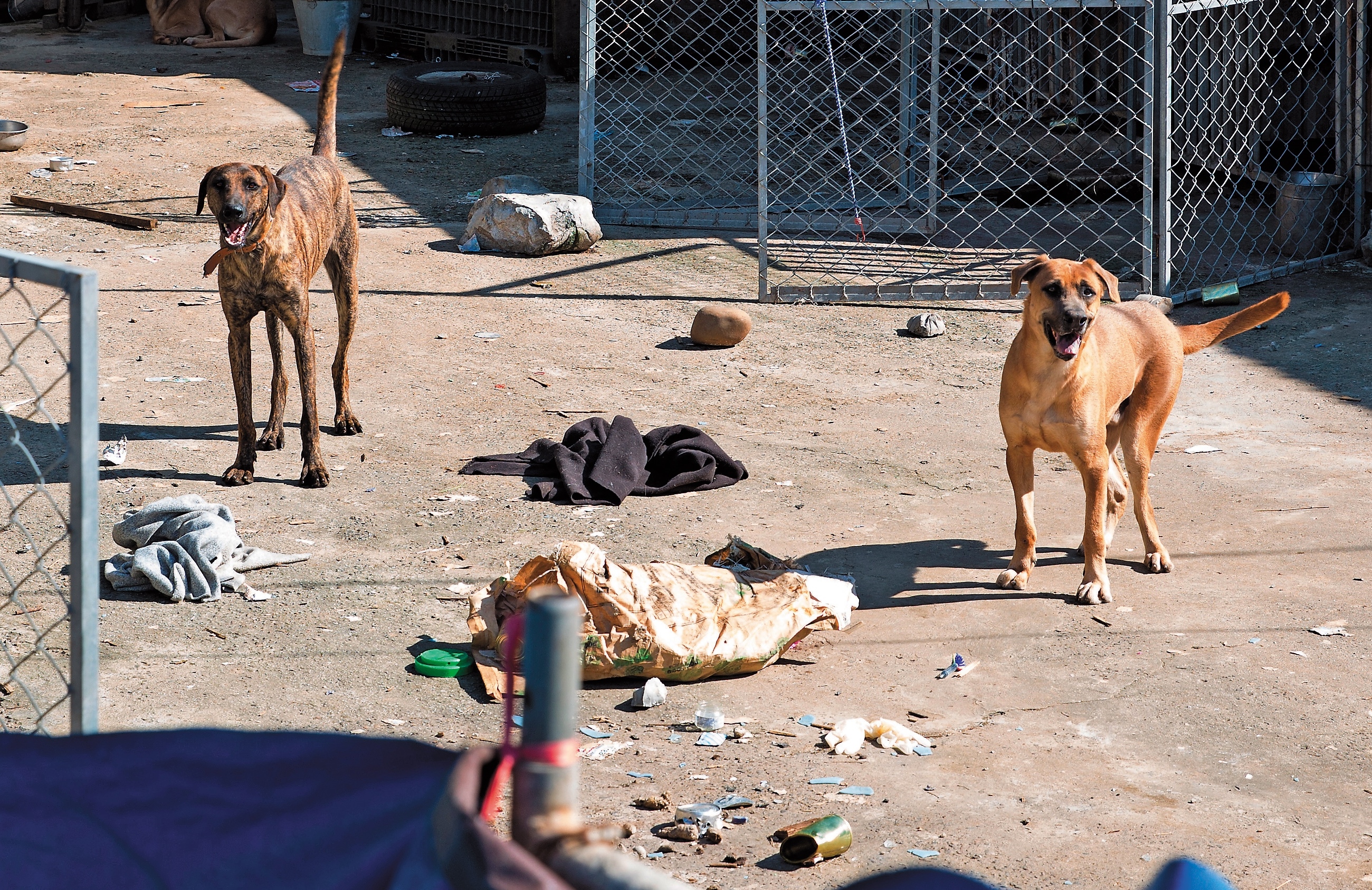圍養在30、40坪鐵皮圍籬內的台灣高山犬，見到生人豎起尾巴不停地吠叫。