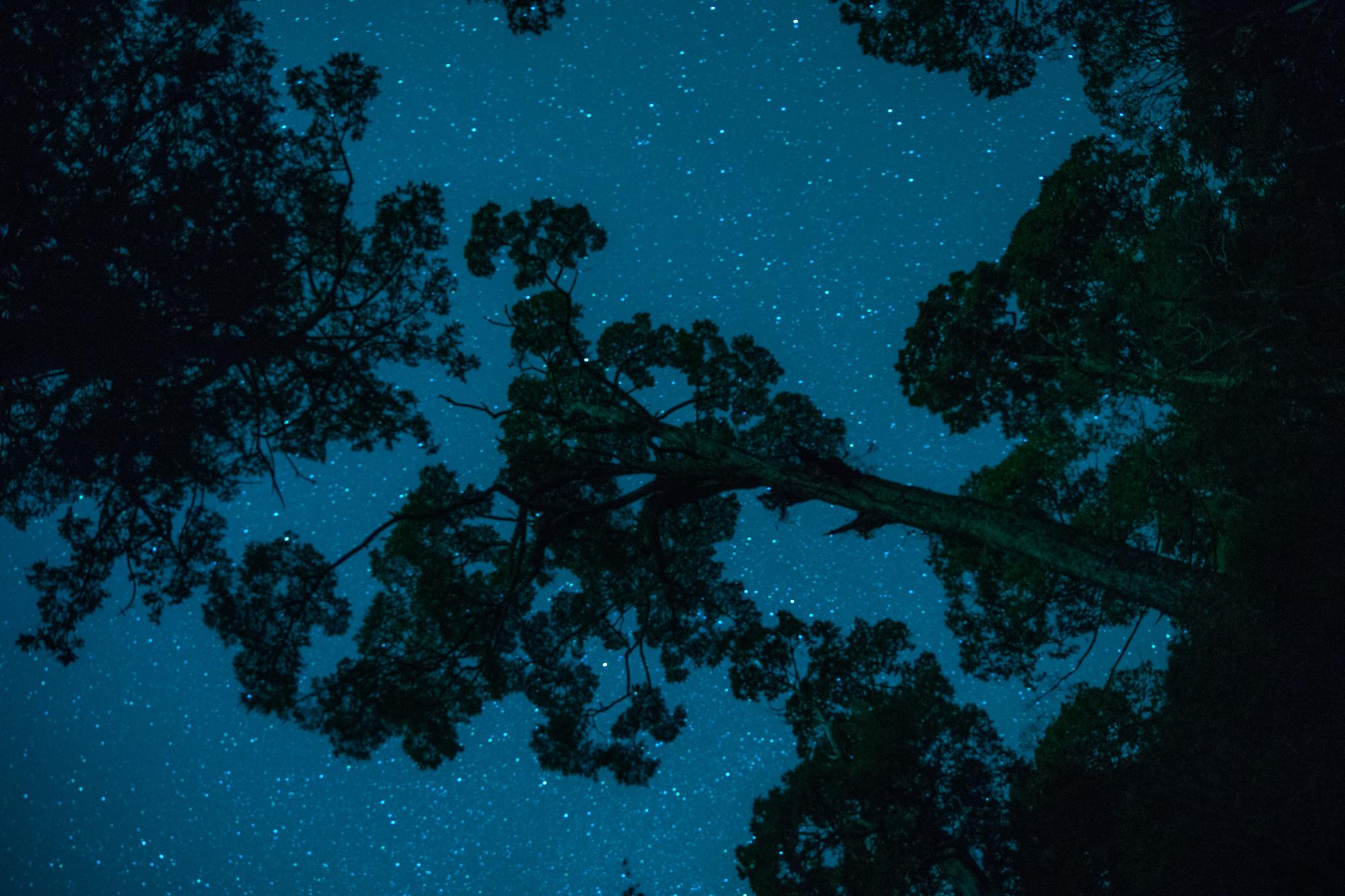 大雪山森林遊樂區夜晚生態豐富，也是值得觀星的地方。