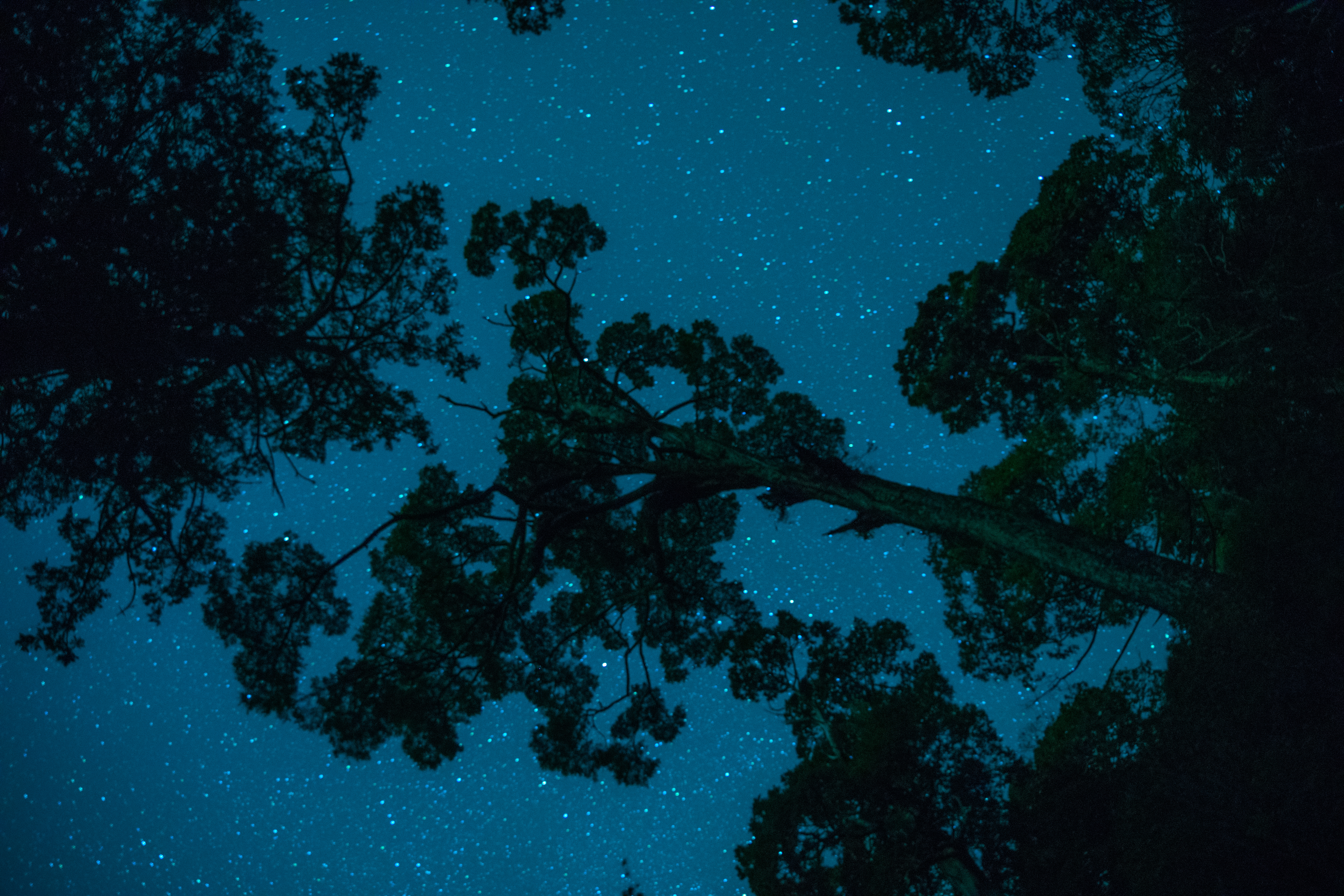 大雪山森林遊樂區夜晚生態豐富，也是值得觀星的地方。