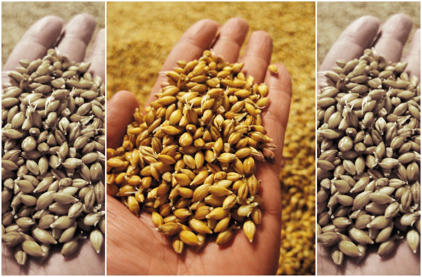 大麥必須浸泡潮濕才能發芽，而傳統的地板式發芽，很多酒廠現在已經停作。