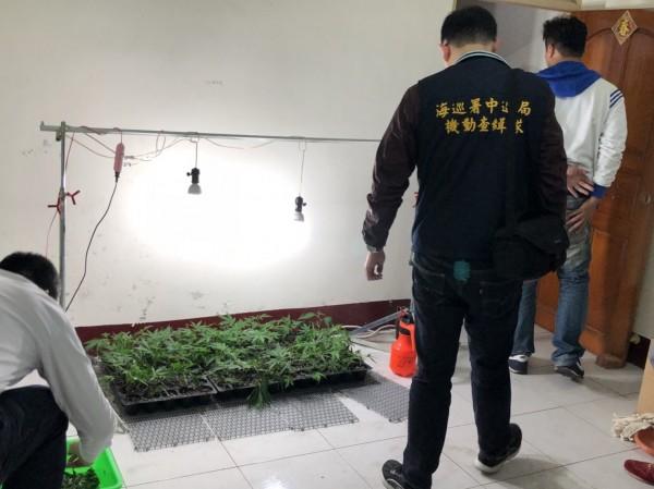 雲林地檢署指揮海巡署破獲室內「大麻農場」。（海巡署提供）