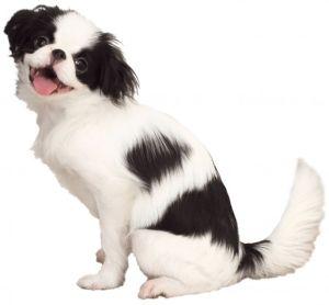 狆犬不但早在《日本書紀》(西元720年)就登場於日本歷史中,也是愛犬成痴的幕府將軍――德川綱吉的寵兒。(翻攝自ドッグフードのおすすめランキング)
