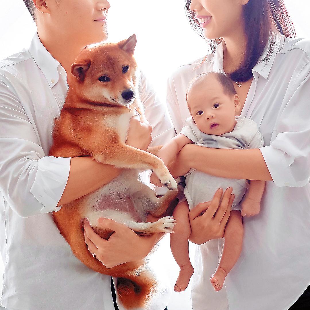 2年多前,林可彤接收了朋友遺棄的柴犬,一直當女兒看待,兒子出生後,她也把犬姐姐跟Adam弟弟一家4口幸福照放上網。(翻攝自林可彤IG)