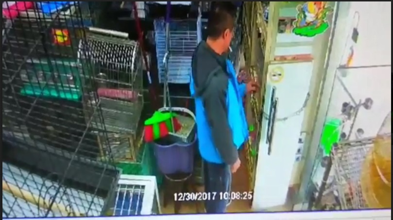 嫌犯先觀察準備下手的鸚鵡，同時找下手的時機。