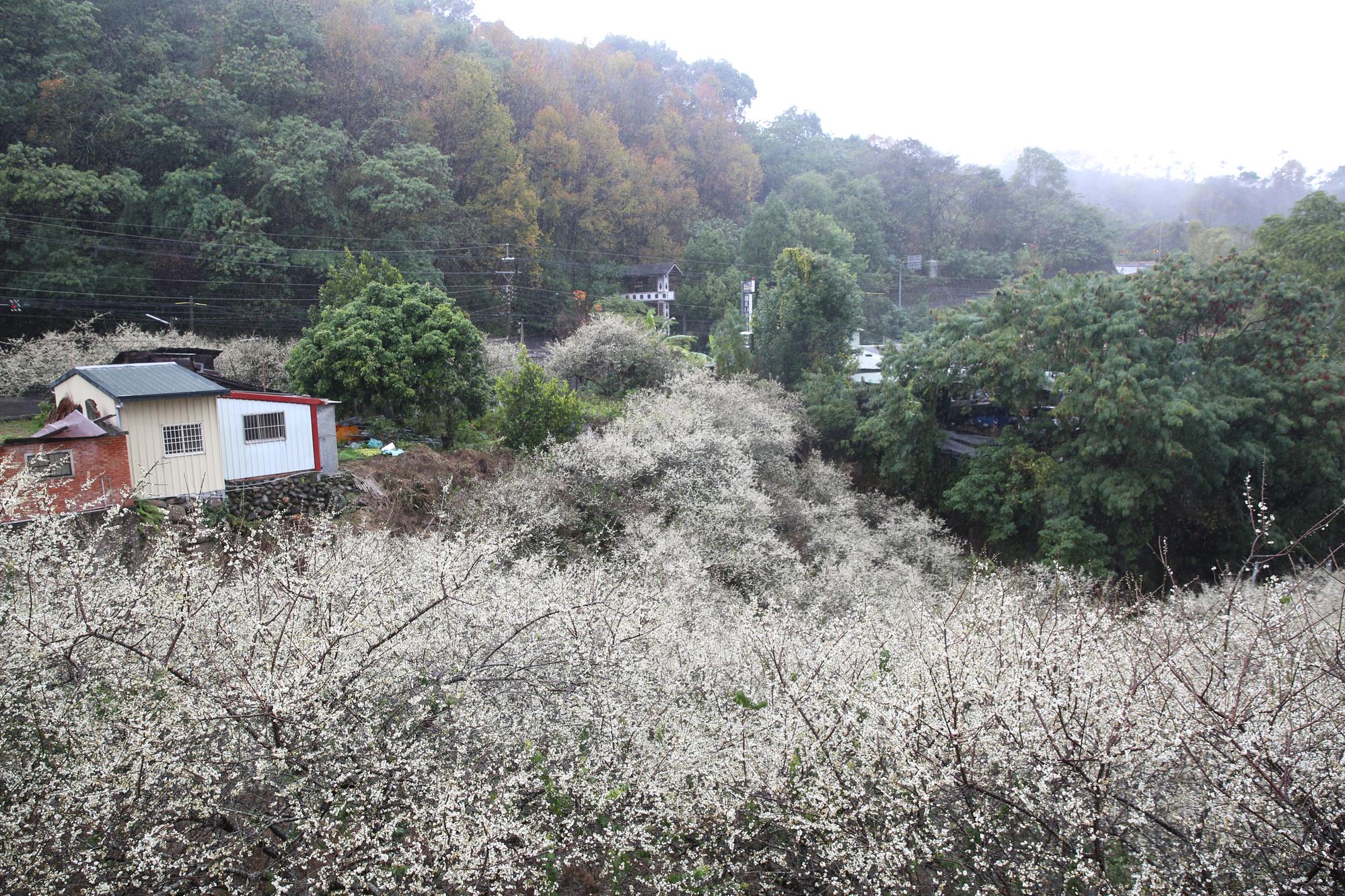 盛開的土場梅園，梅花猶如下了一場雪。