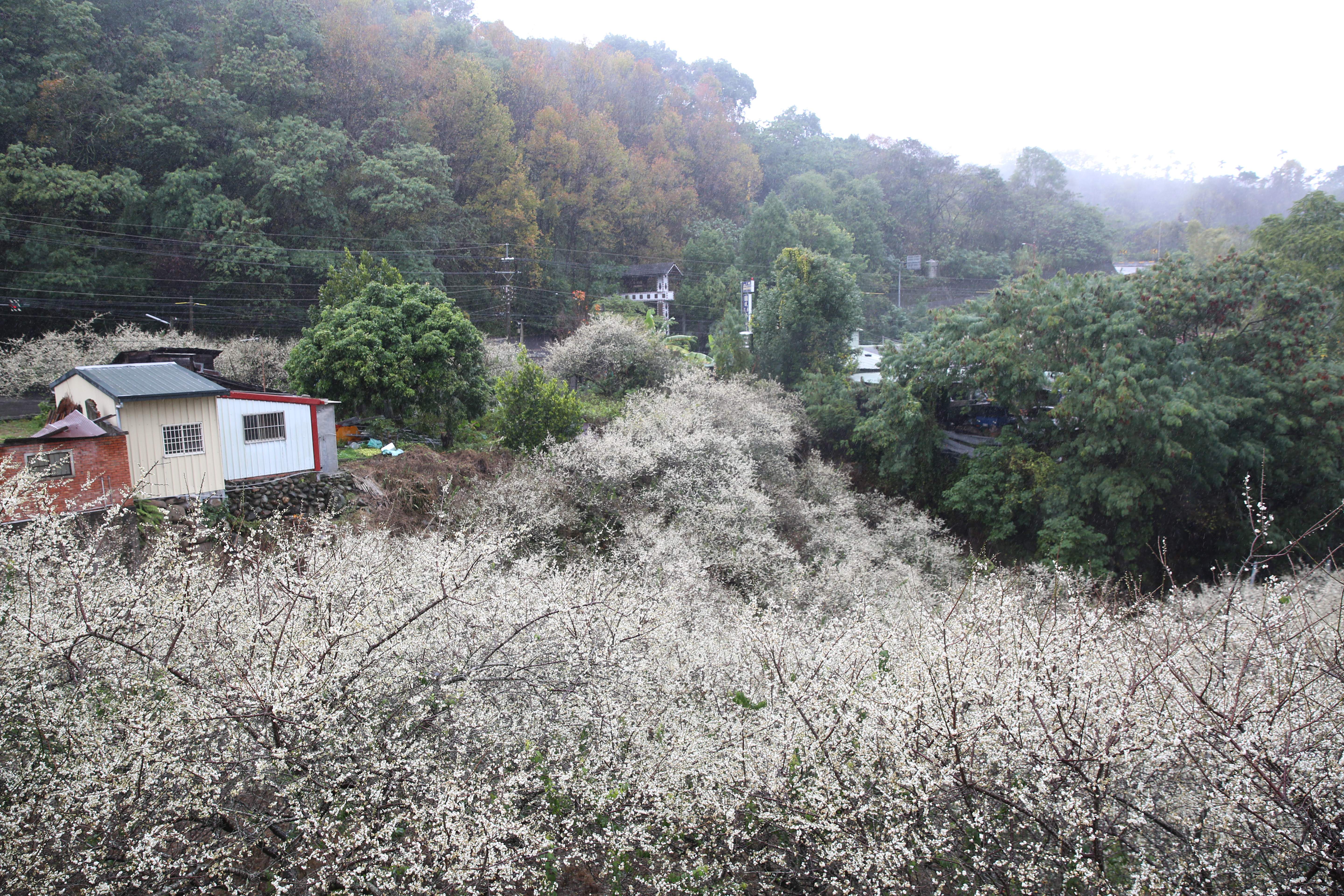 盛開的土場梅園，梅花猶如下了一場雪。