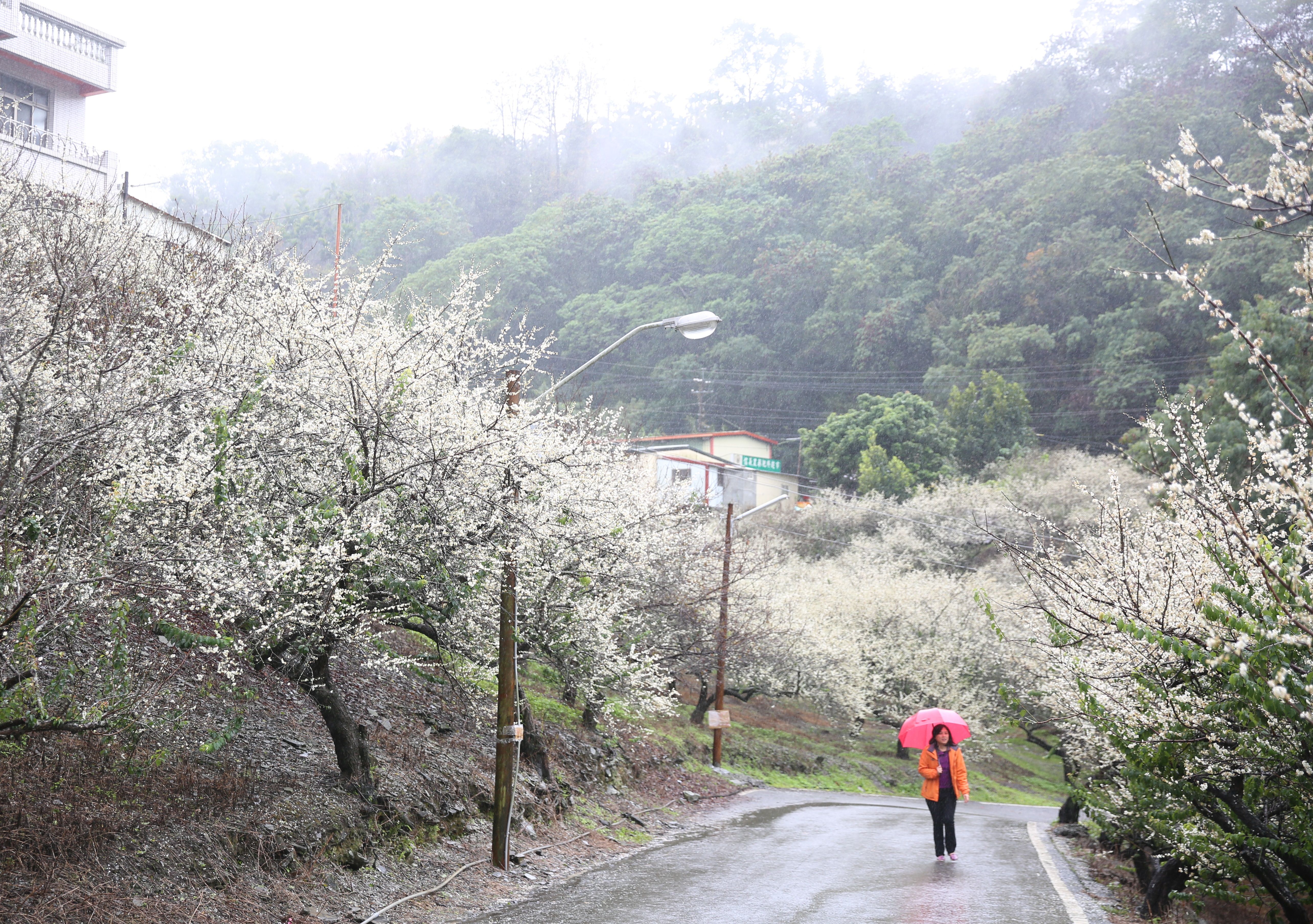 投59沿線私人梅園全都盛開。