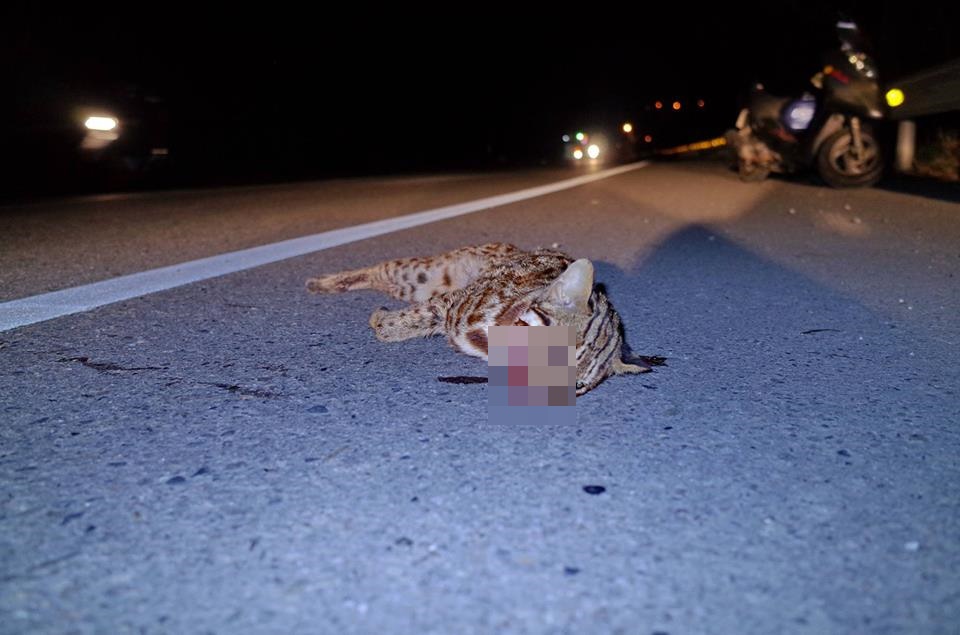 依據路殺社的數據，從2012年至今，有54隻珍貴石虎死在路上。（翻攝畫面）