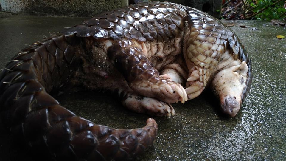 2012年至今至少有8300隻保育類動物被路殺，包括43隻穿山甲。（翻攝畫面） 