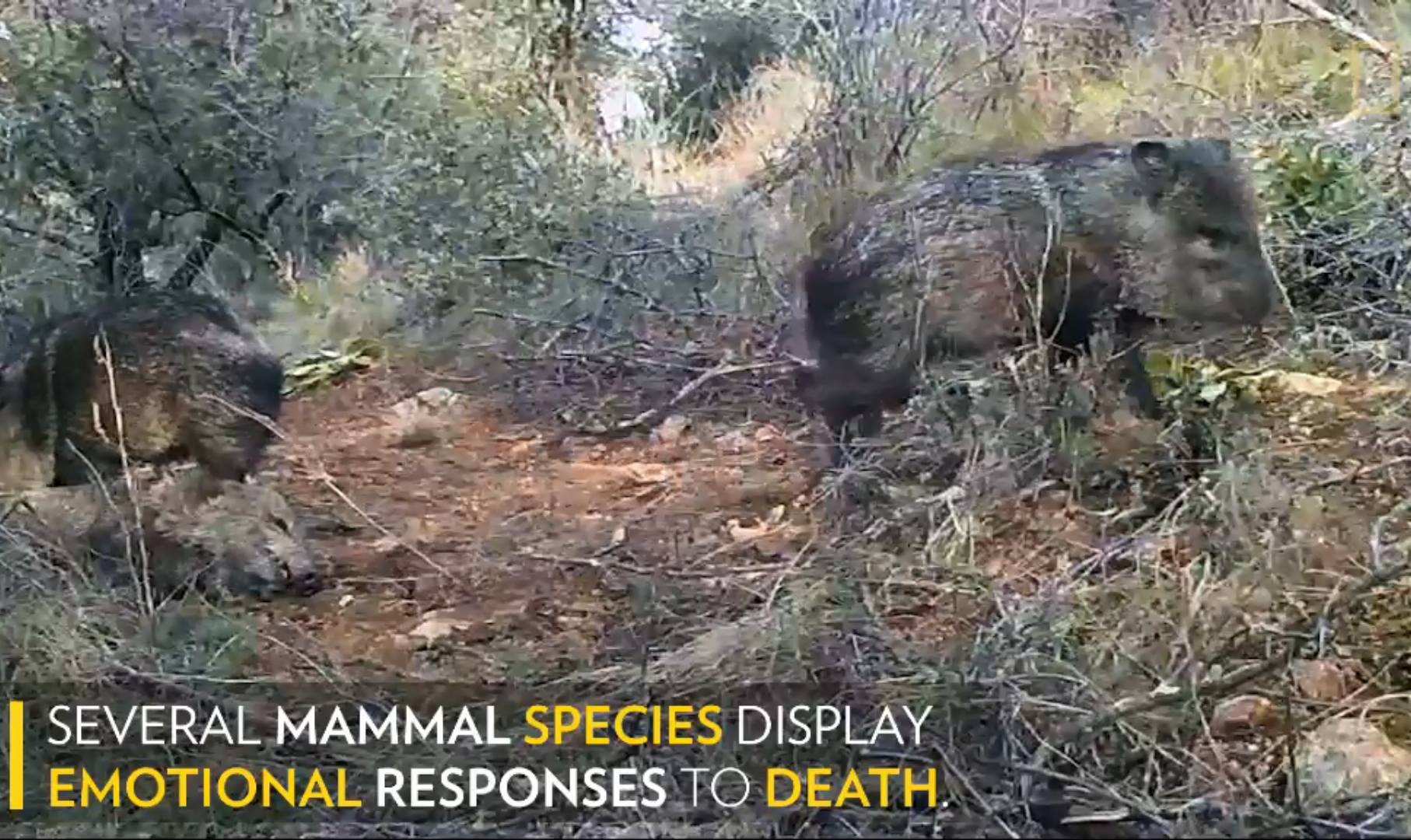 一名8歲小學生Dante de Kort用攝影機拍下臭鼬豬群在屍體旁流連。（翻攝National Geographic）