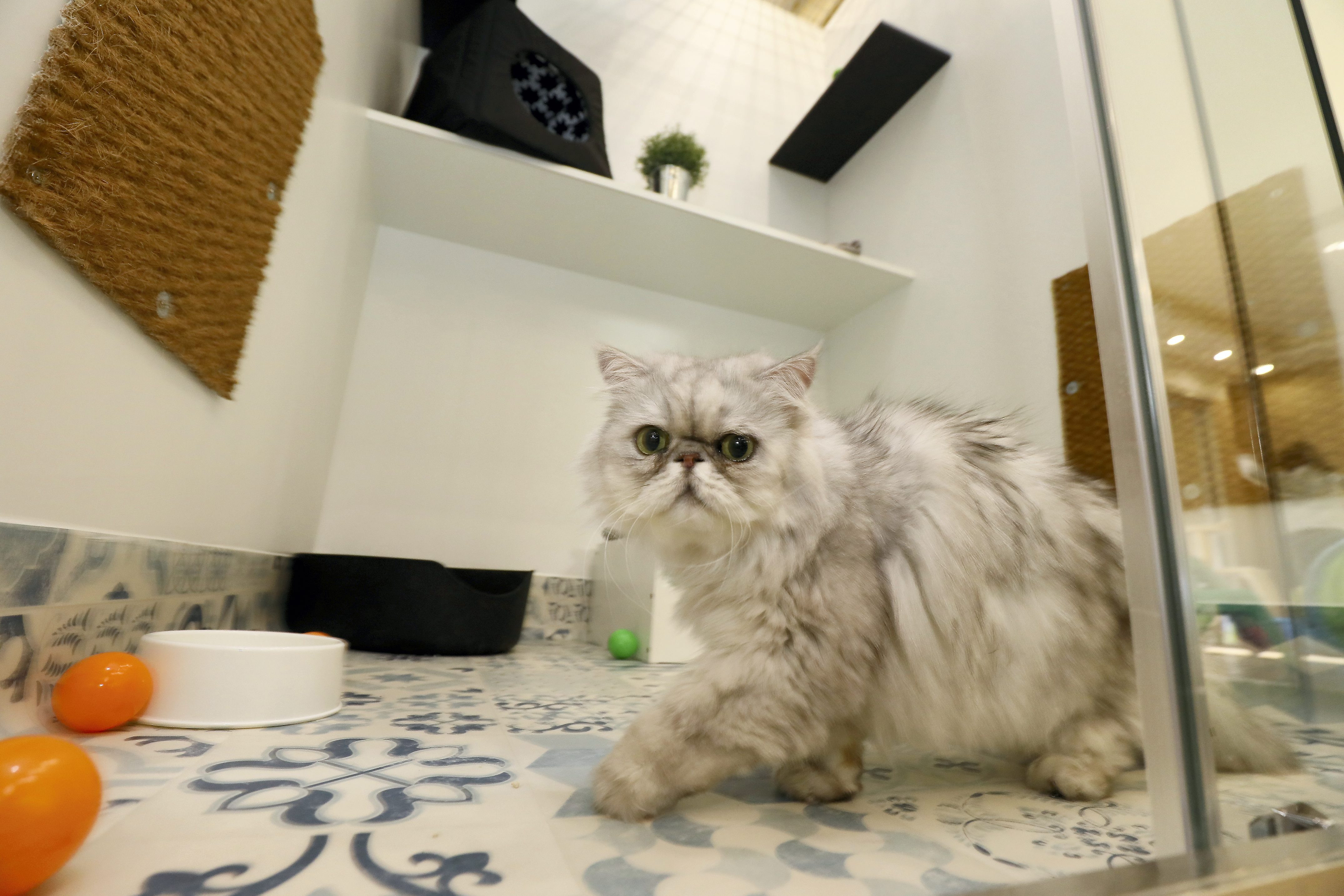 研究顯示，多數母貓是右撇子，下樓梯或伸貓掌拿食物時，偏好用右手，公貓則是左撇子。（東方IC）